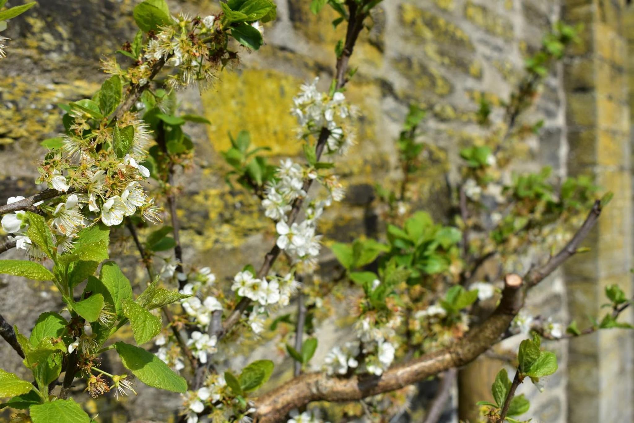 Cardigan Castle photo 7