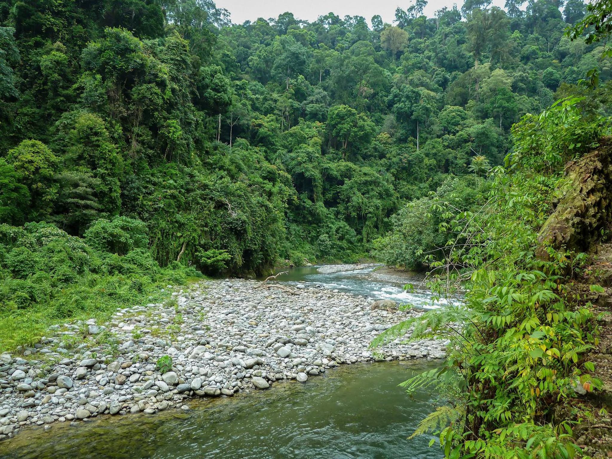 Green Travelodge Bukit Lawang photo 2