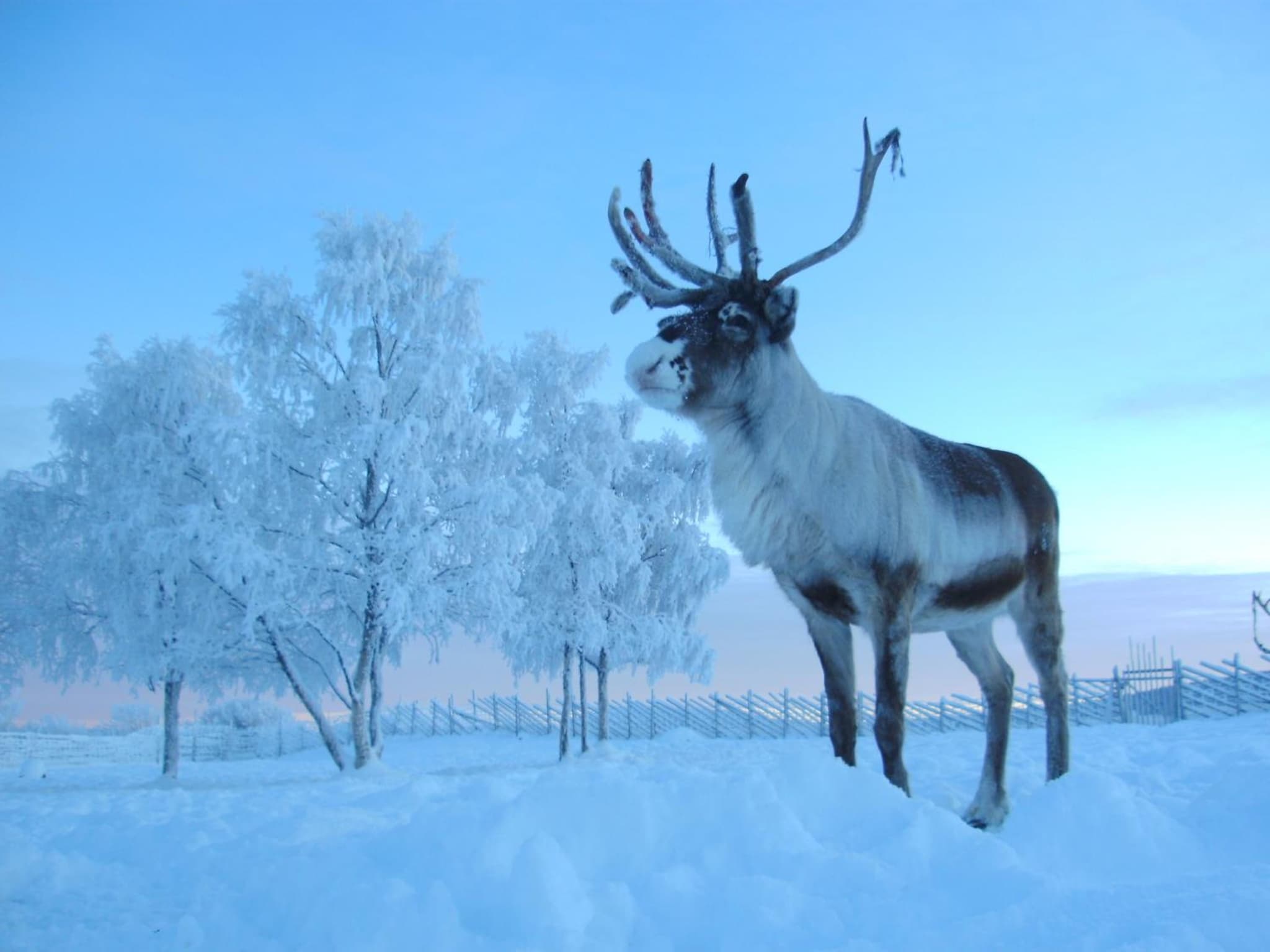 Reindeer Lodge photo 3