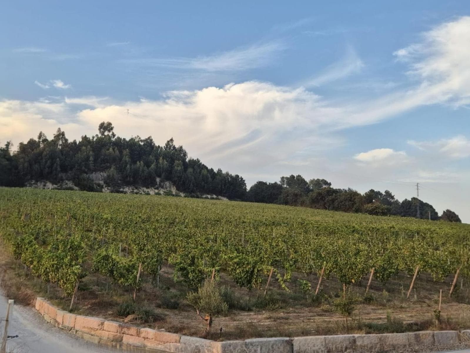 Canhoto Douro photo 8