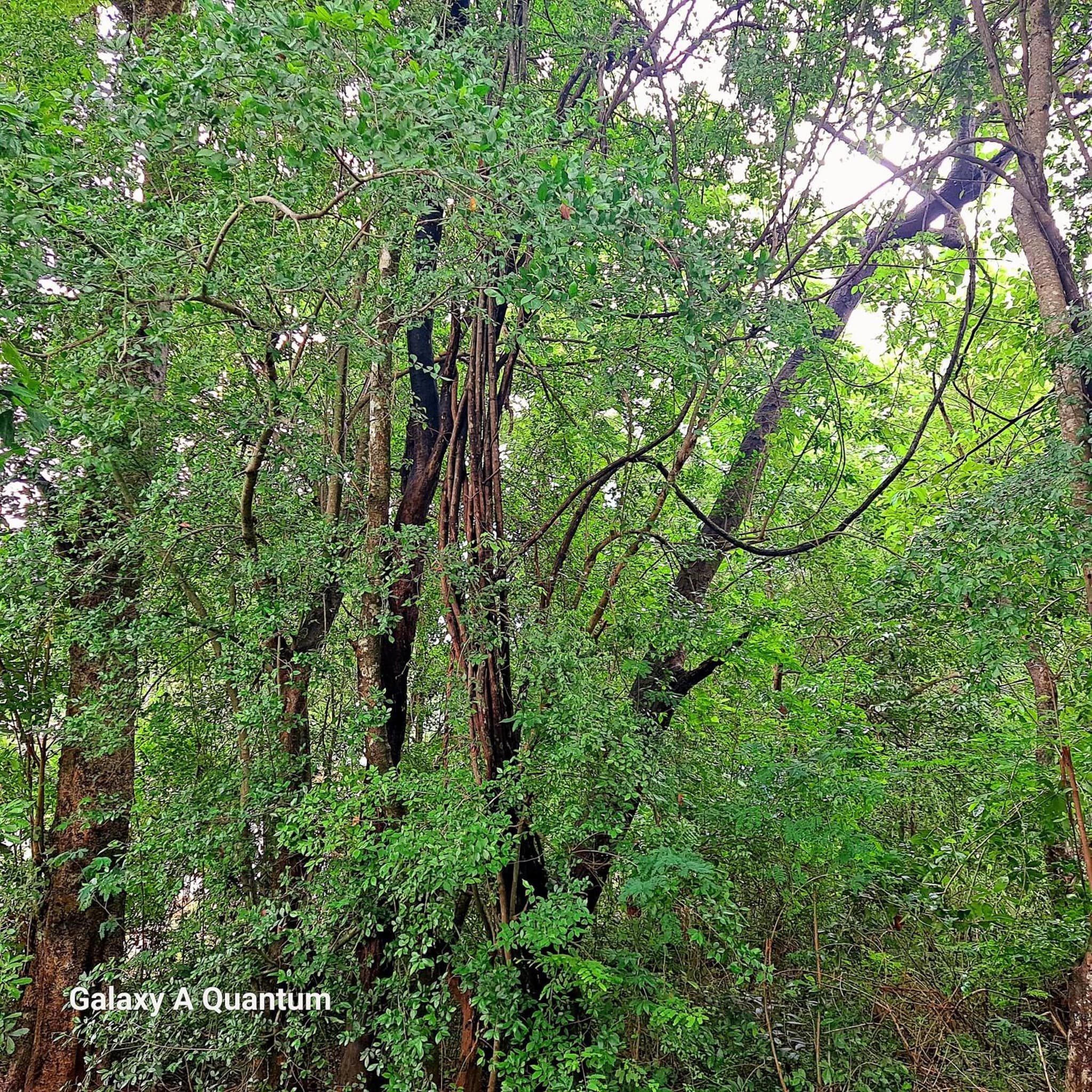 Green leaf Tree house photo 8