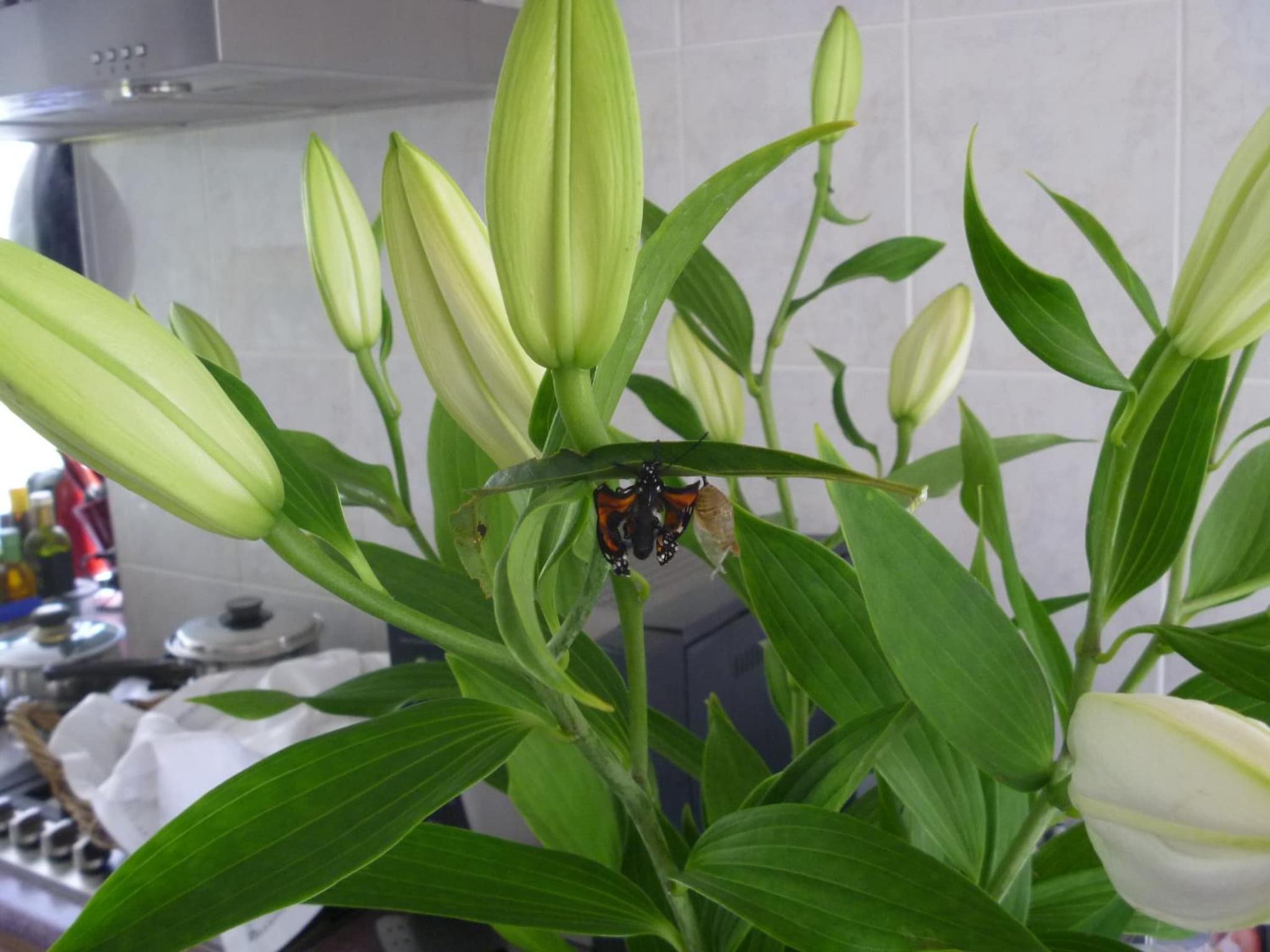 At Parkland Place B&B photo 8