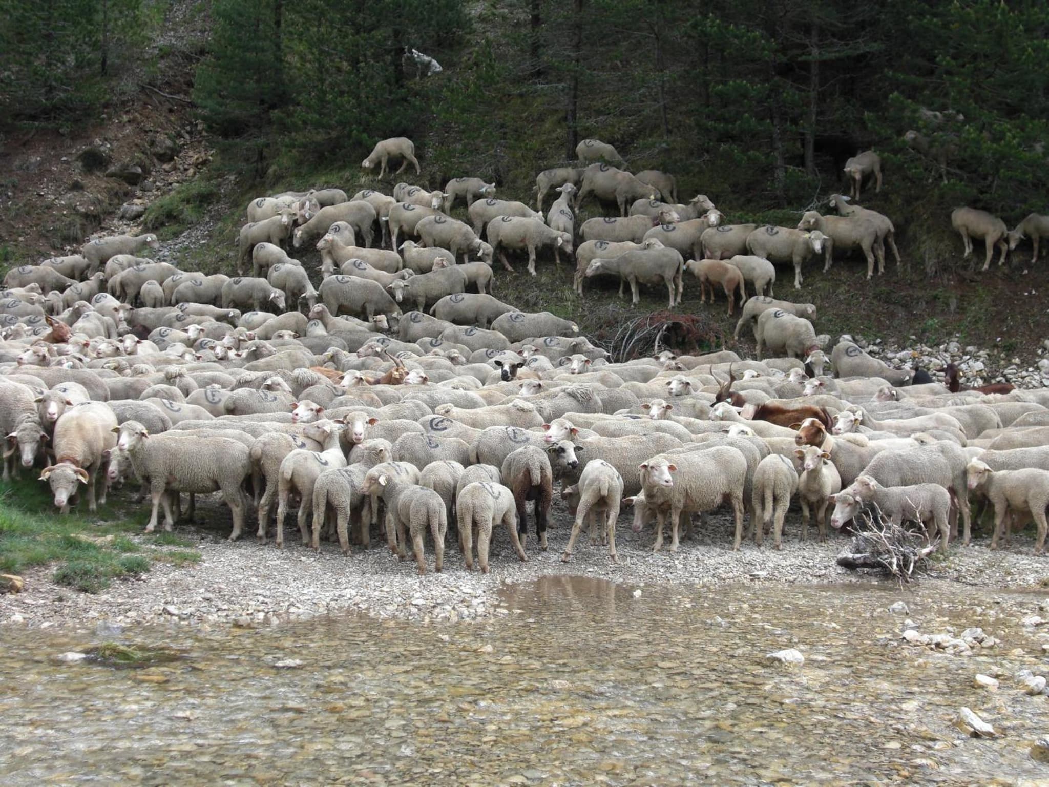 La Sauvanière photo 2