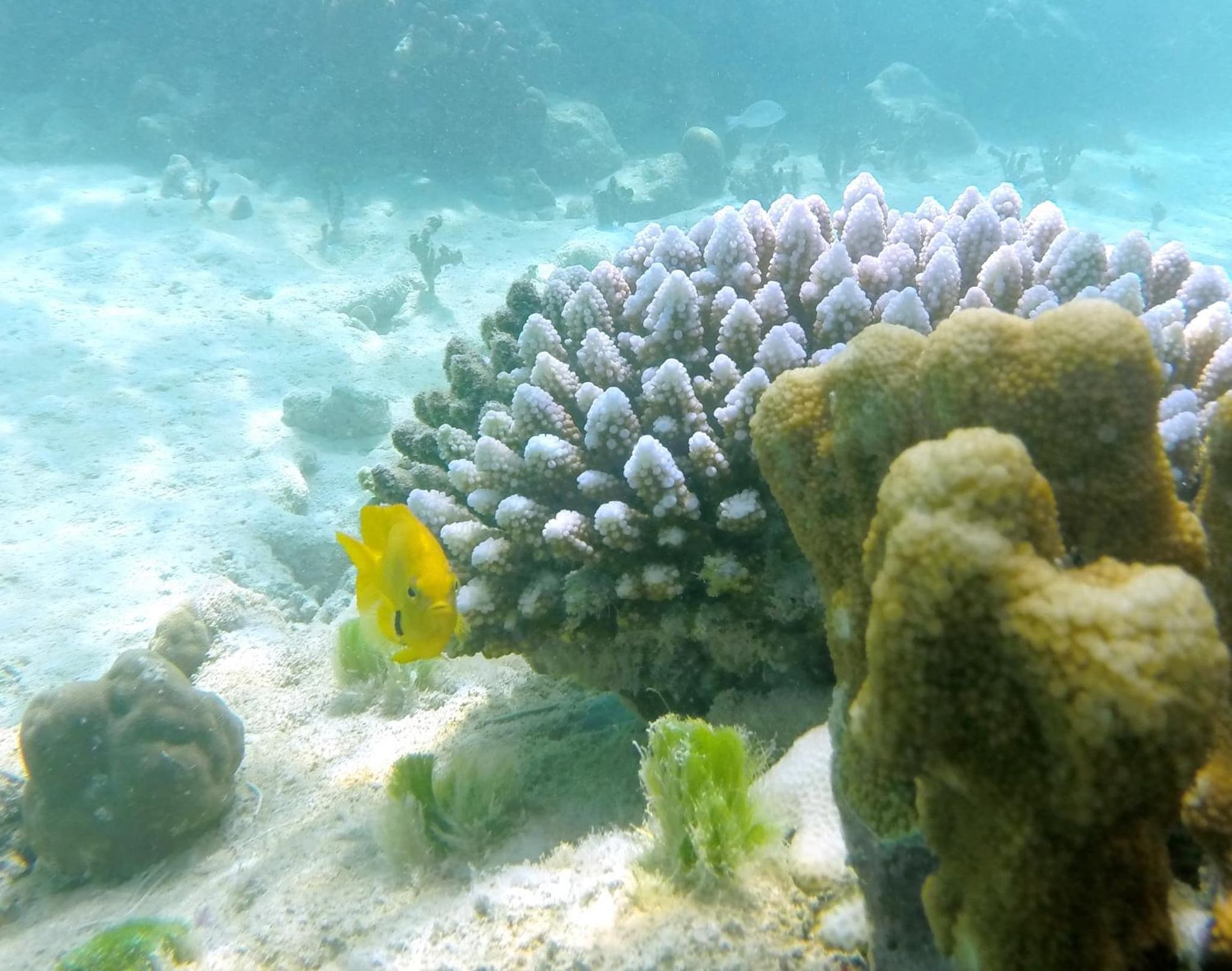 Cerf Island Resort photo 2