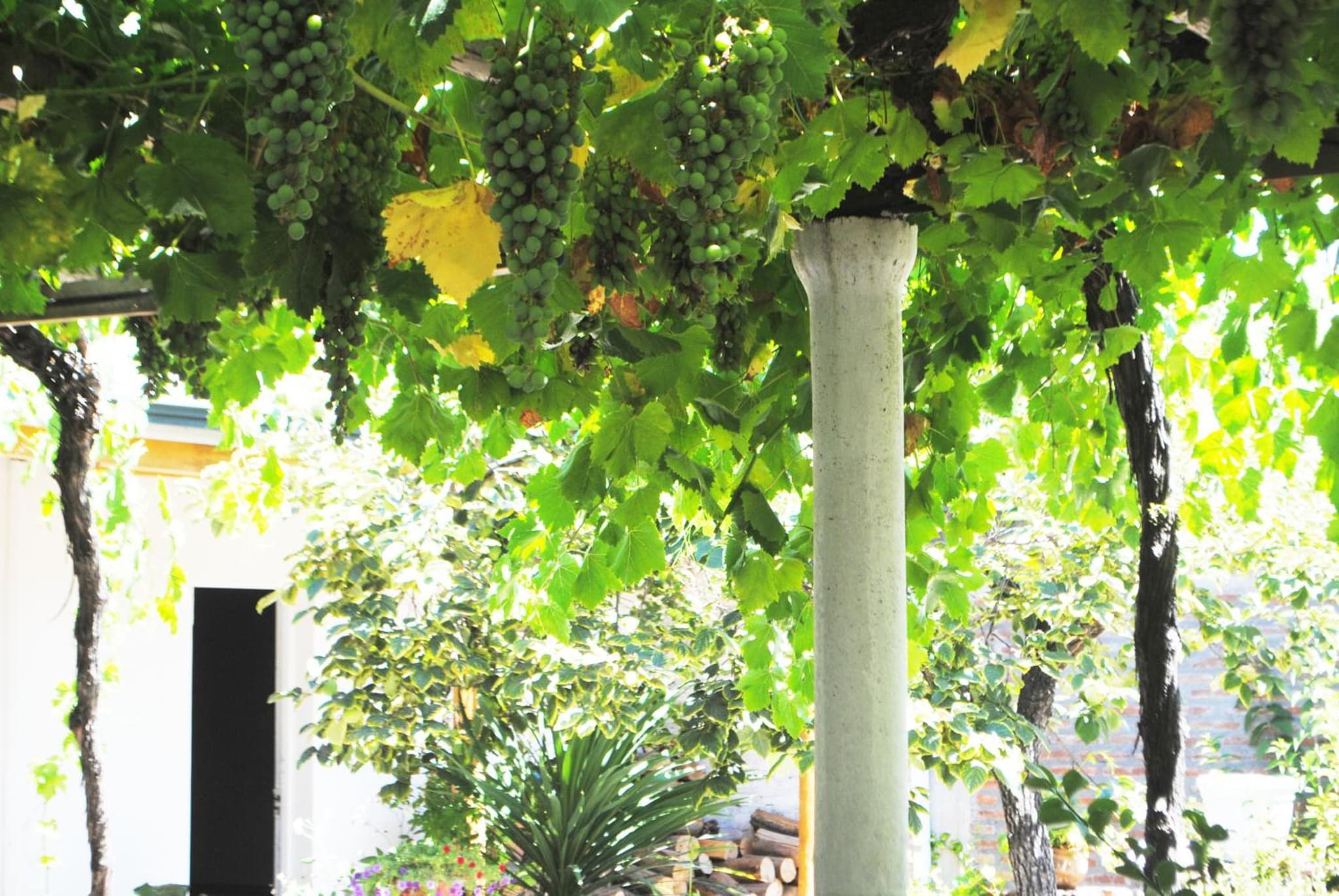 Hostal Petit Verdot photo 7
