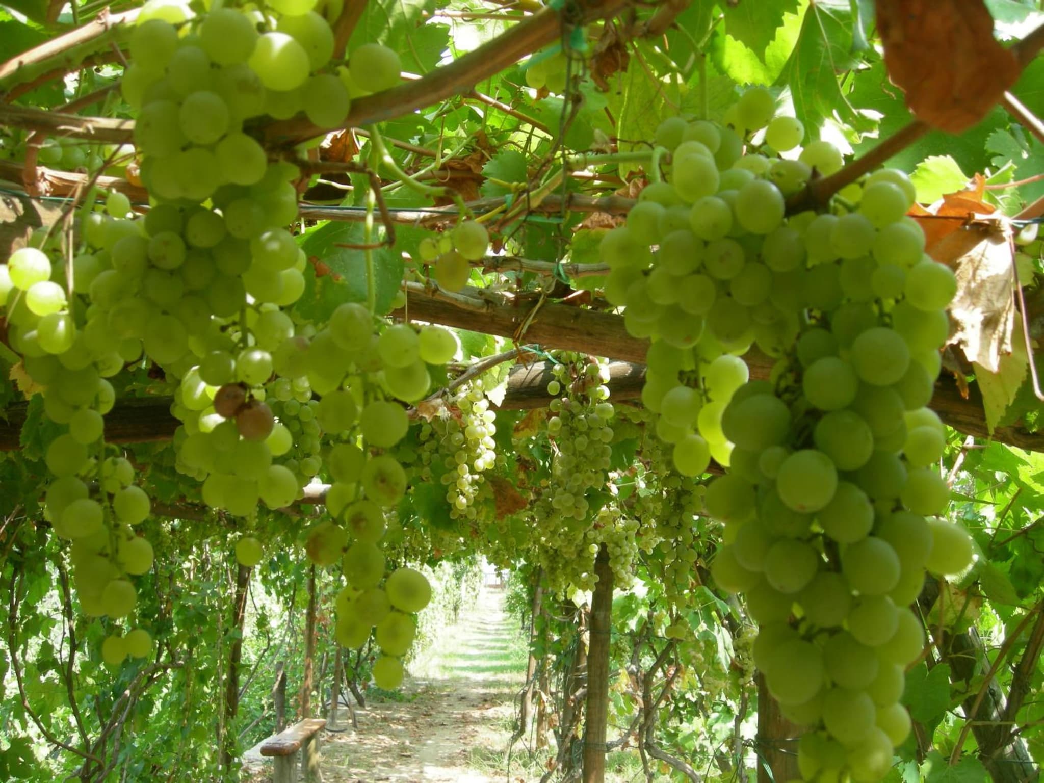 Albergo 'La Vigna' photo 8