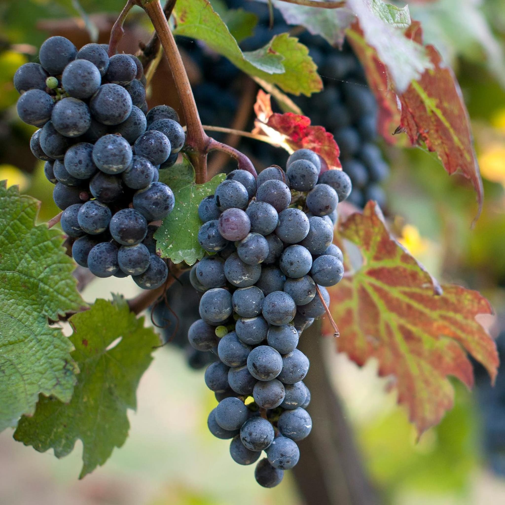 Albergo 'La Vigna' photo 3