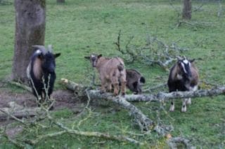 La Ferme de Montaigu photo 9