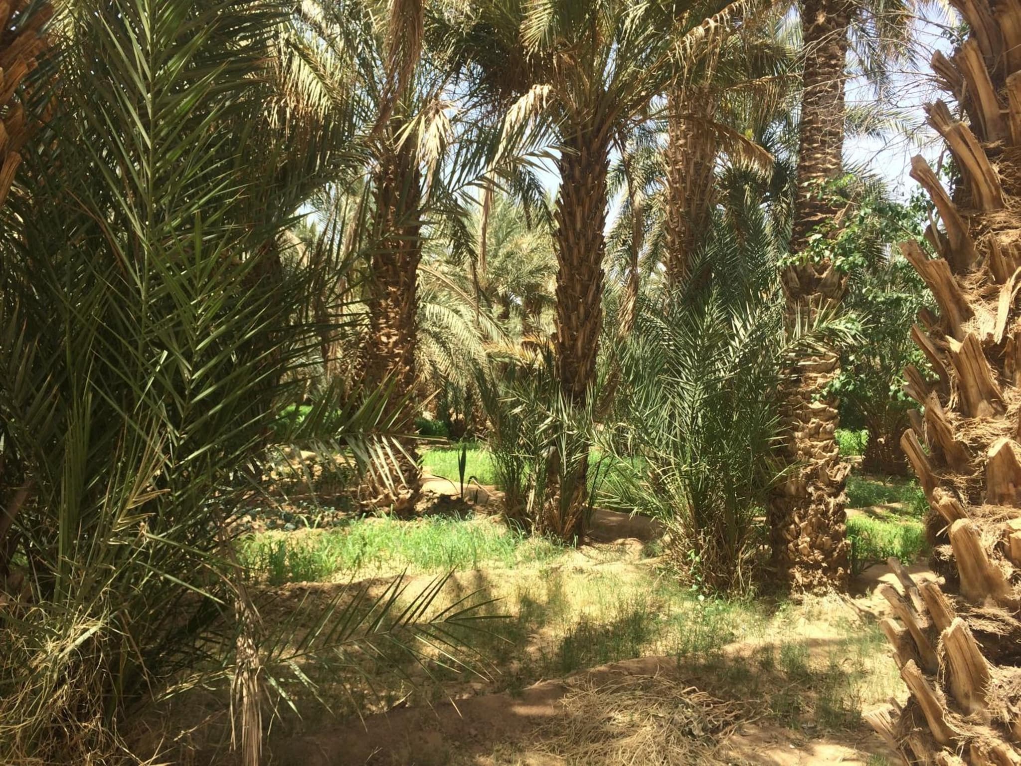 Riad Kasbah Aiour photo 5
