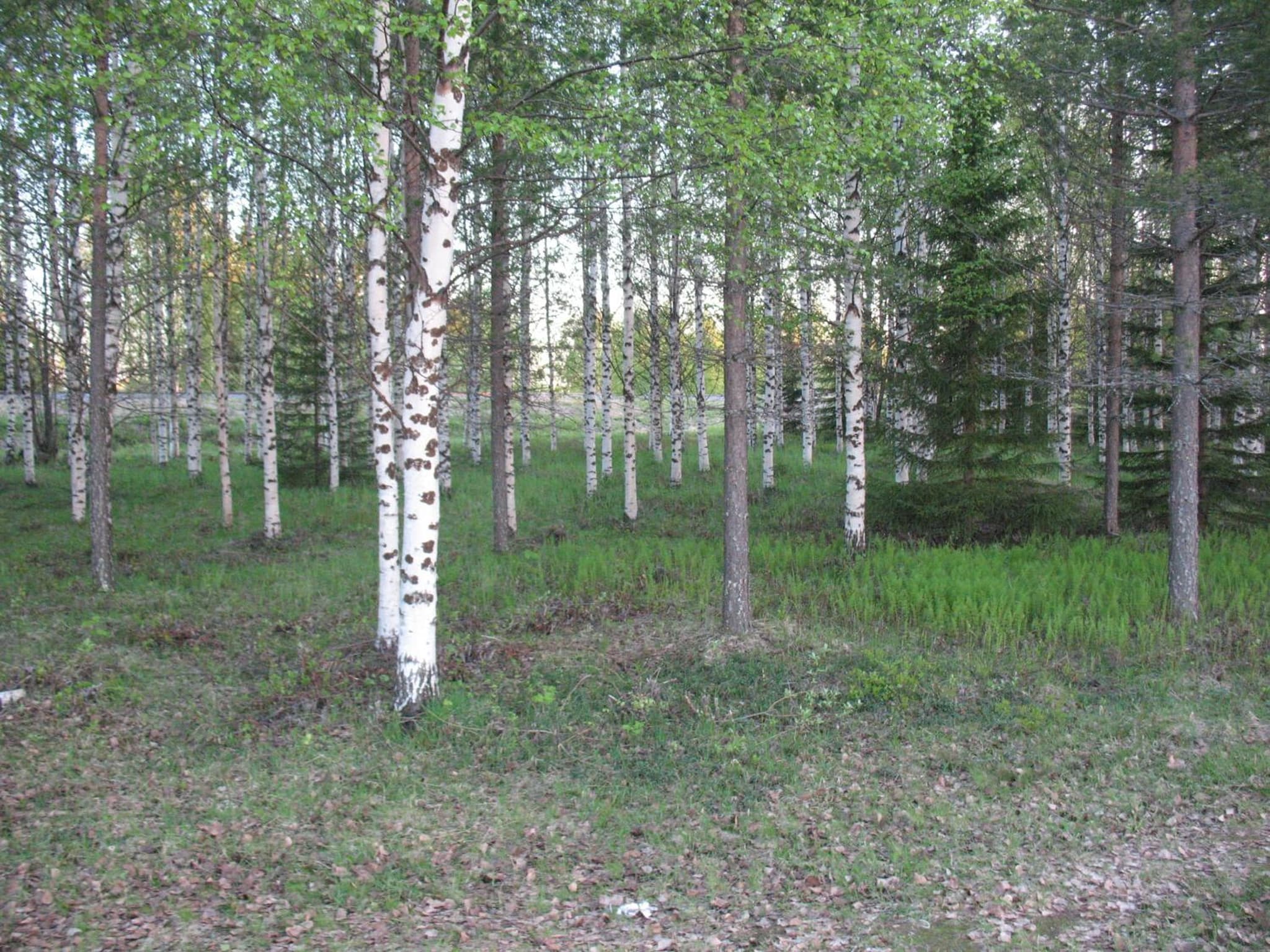 Hotel Kemijärvi photo 4