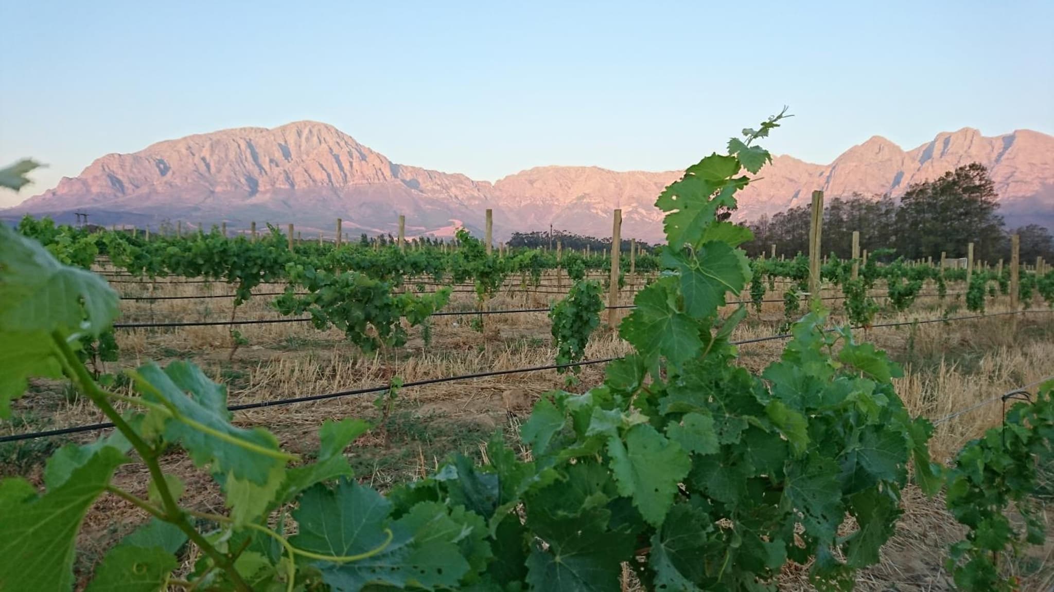 Seven Oaks Vineyard Cottages photo 4