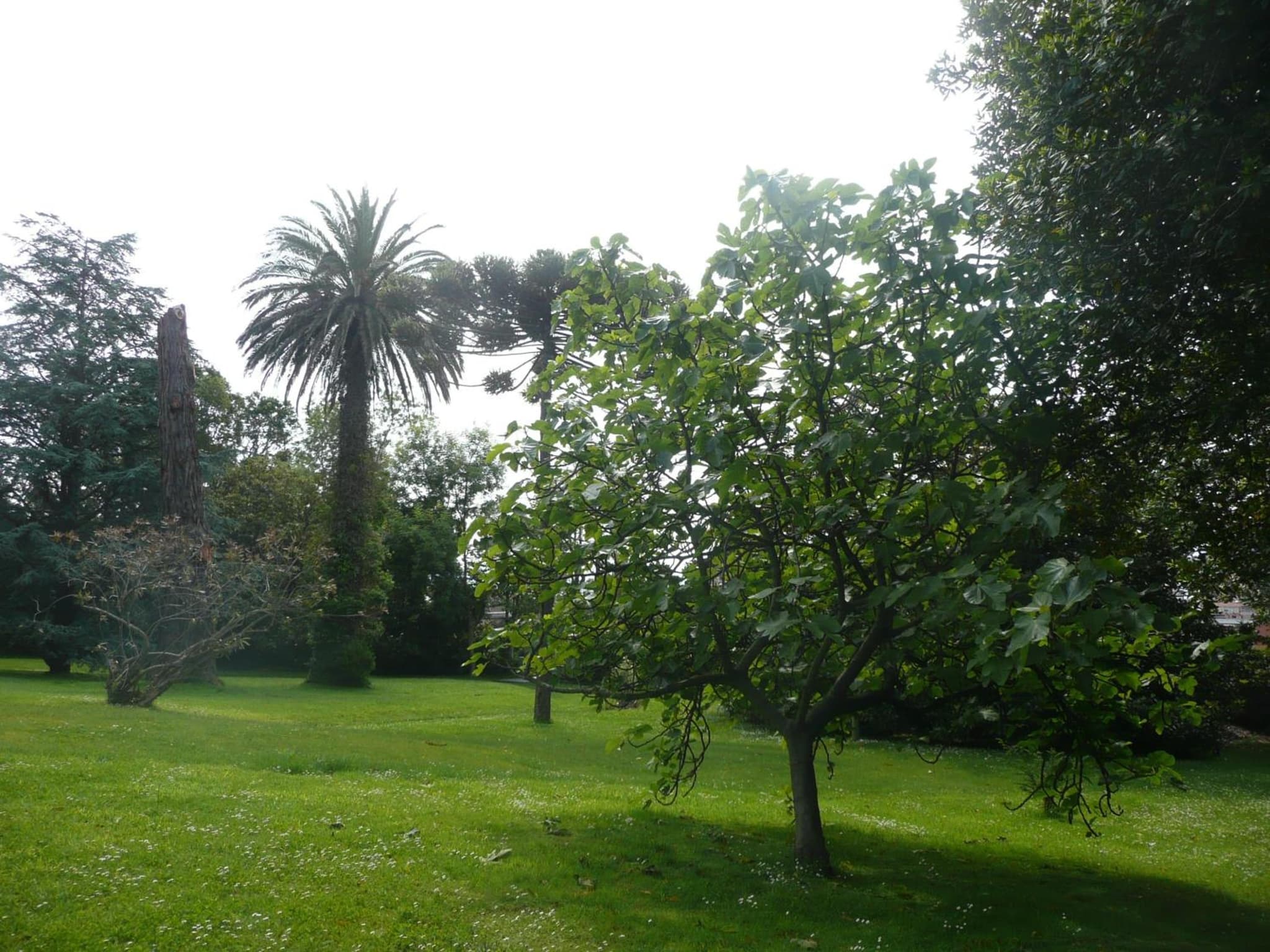 Las Carolinas Garden photo 6