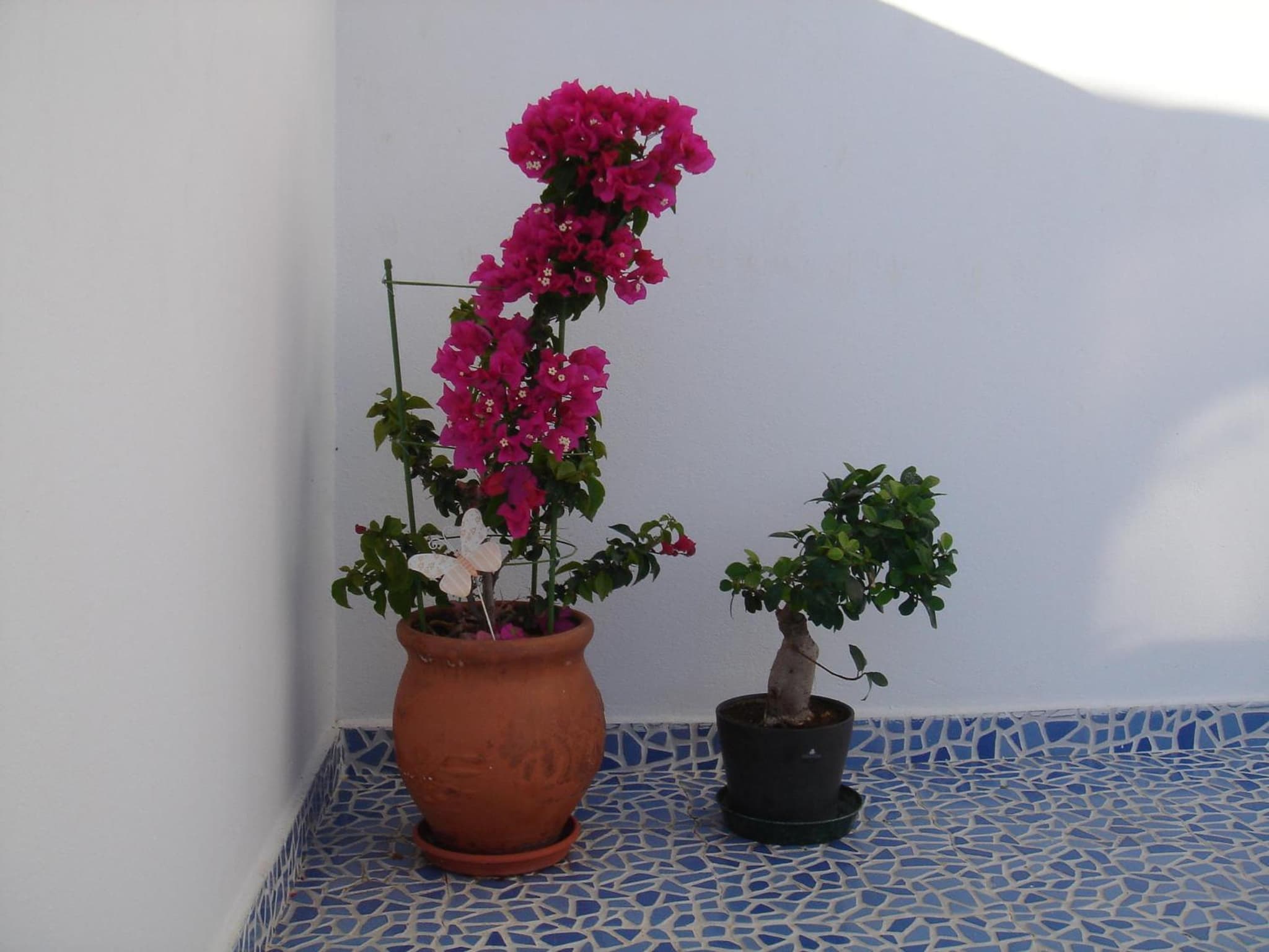 Bouganville Studios Stegna photo 7