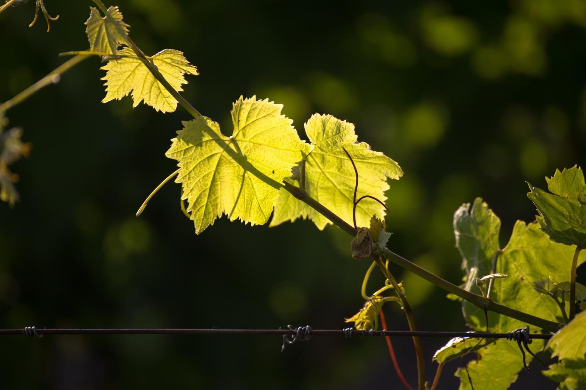 Viacolvento photo 5