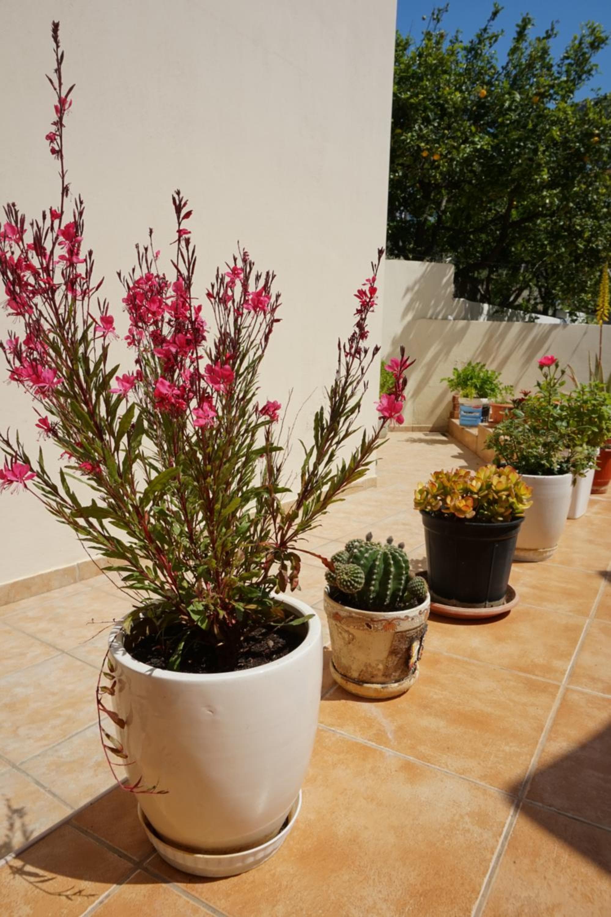 Maria Apts photo 6