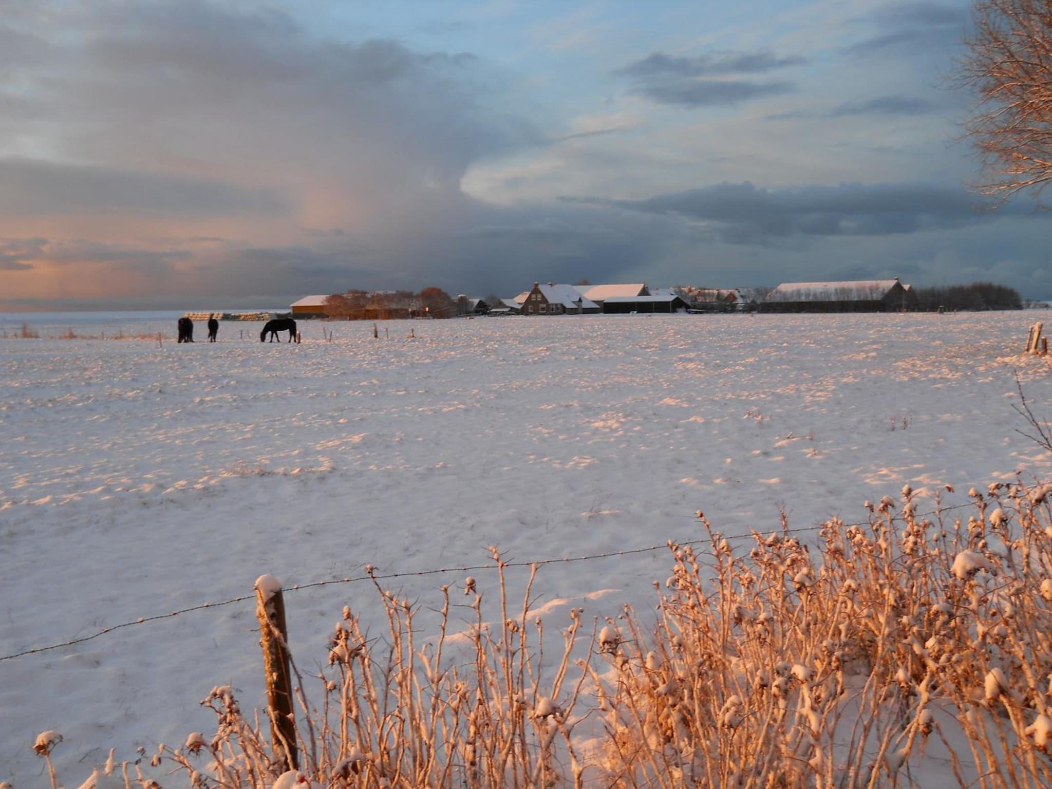 De Stormvogel photo 2