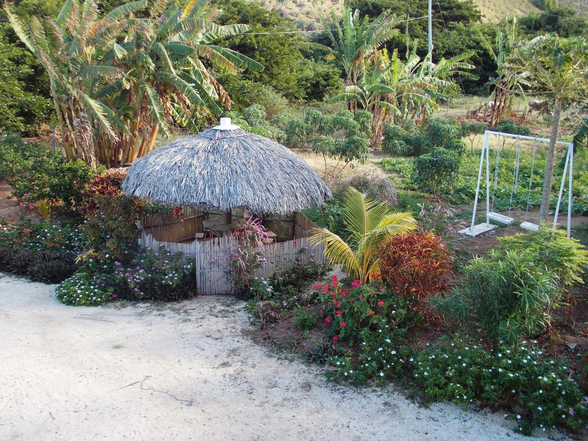 La Villa Allamanda photo 3