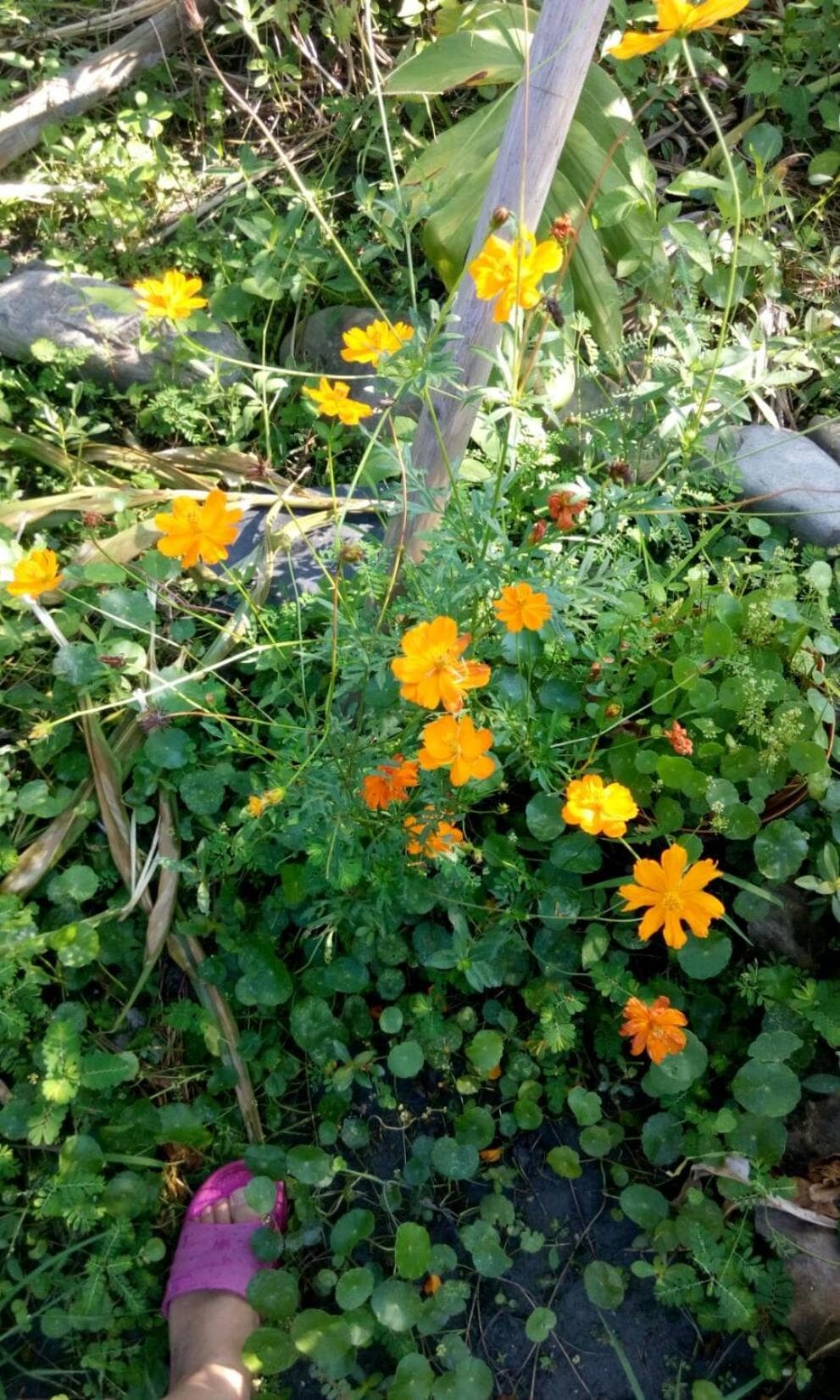 Hasayaki Homestay photo 8