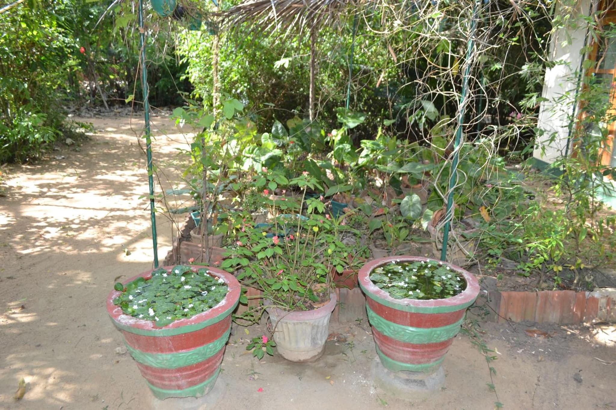 Sigiriya Freedom Lodge photo 3