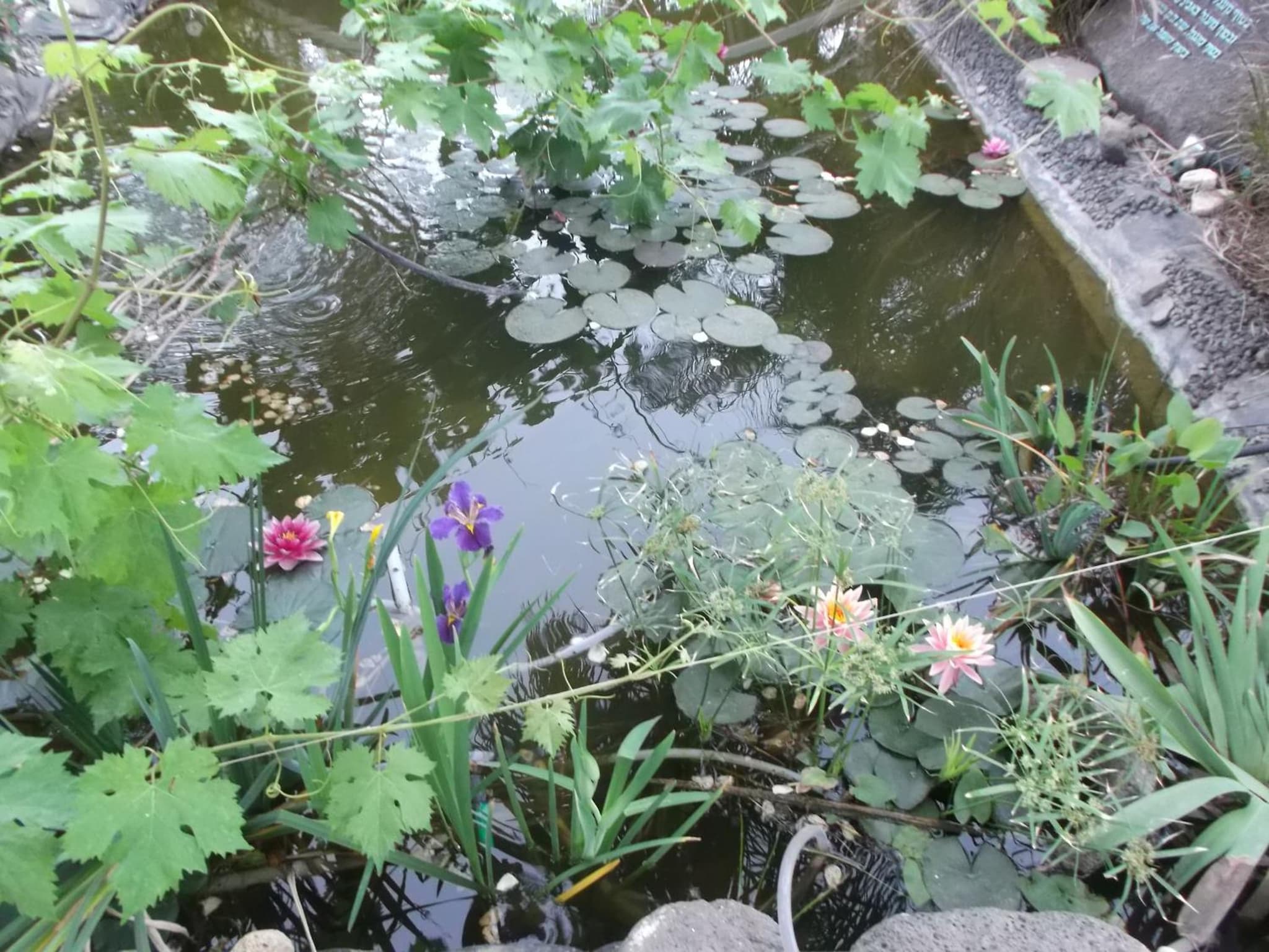 Kmo Yam In The Love Garden photo 8