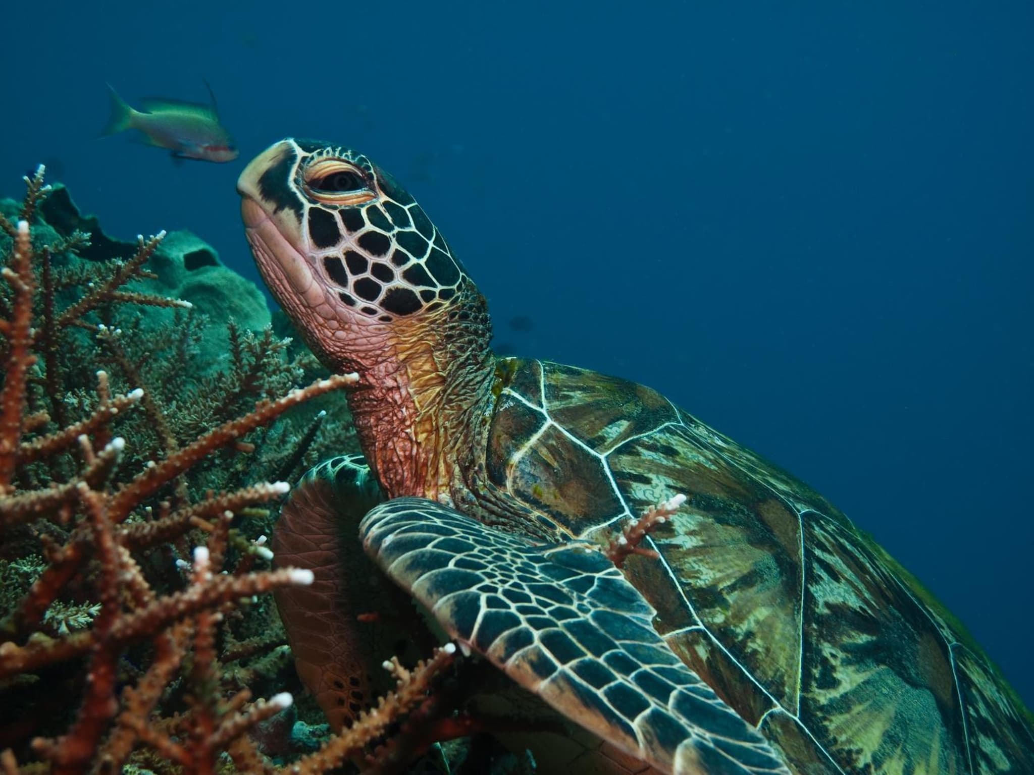 Scandi Divers photo 8