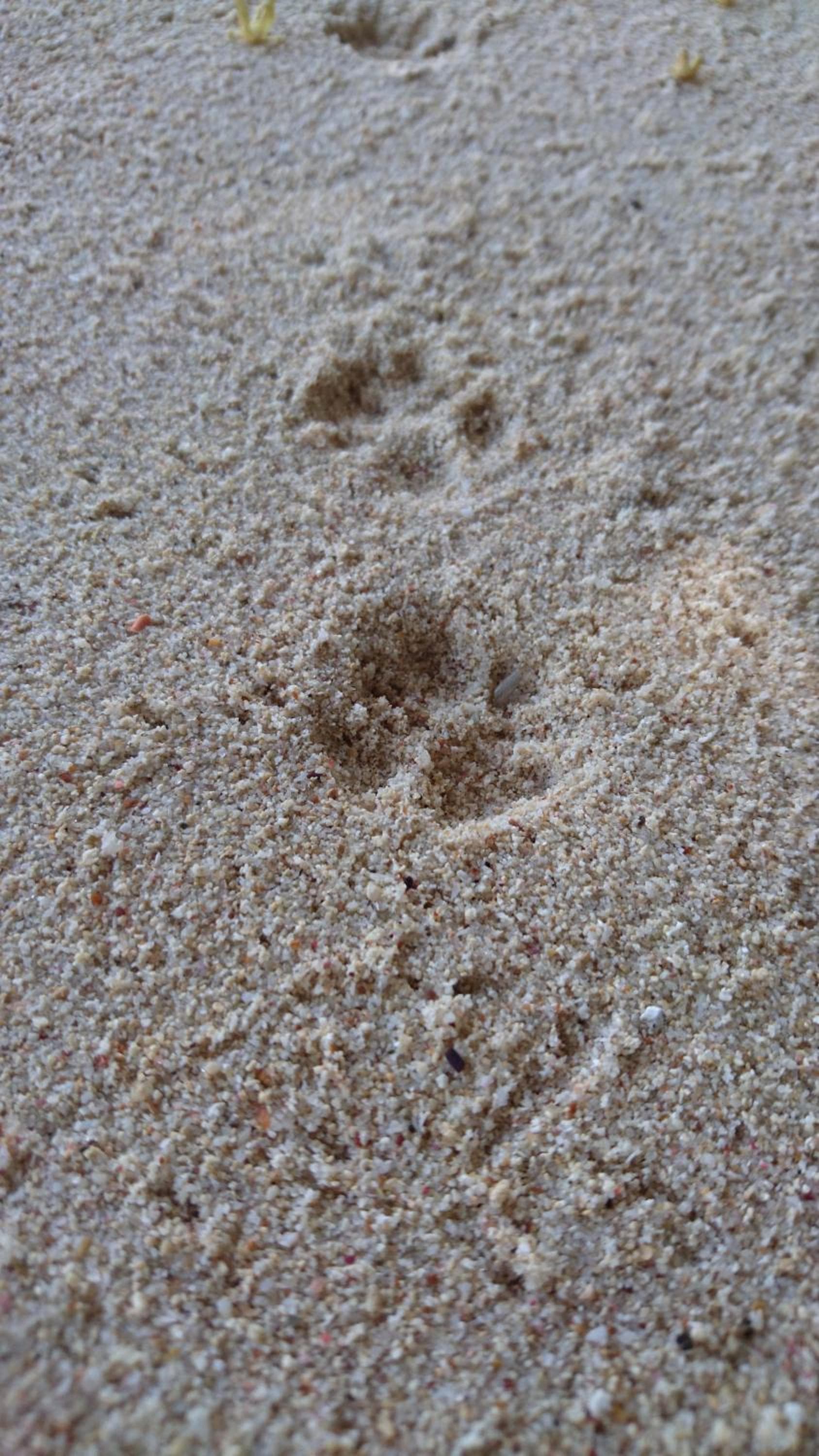 La Belle Tortue photo 9