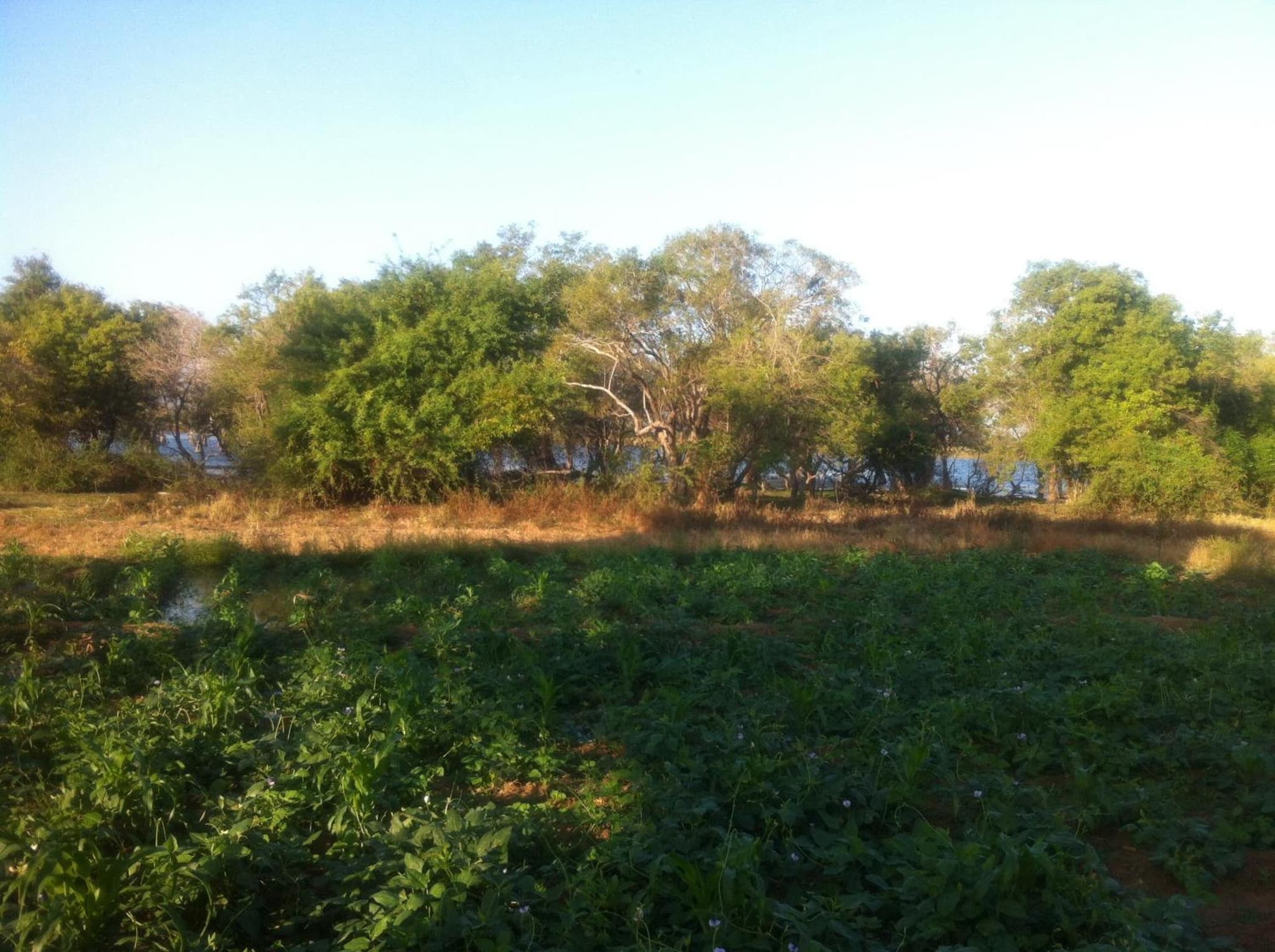 Goddess Garden Sigiriya photo 9