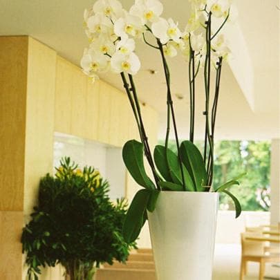 INLIMA Hotel & Spa photo 6