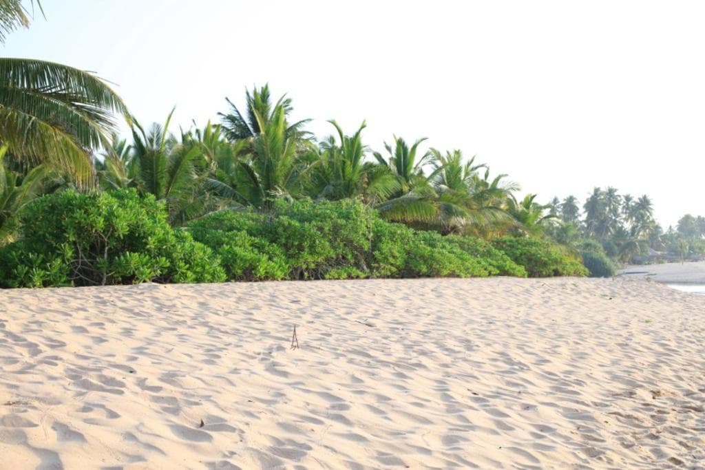 Mangrove Beach Cabana photo 9