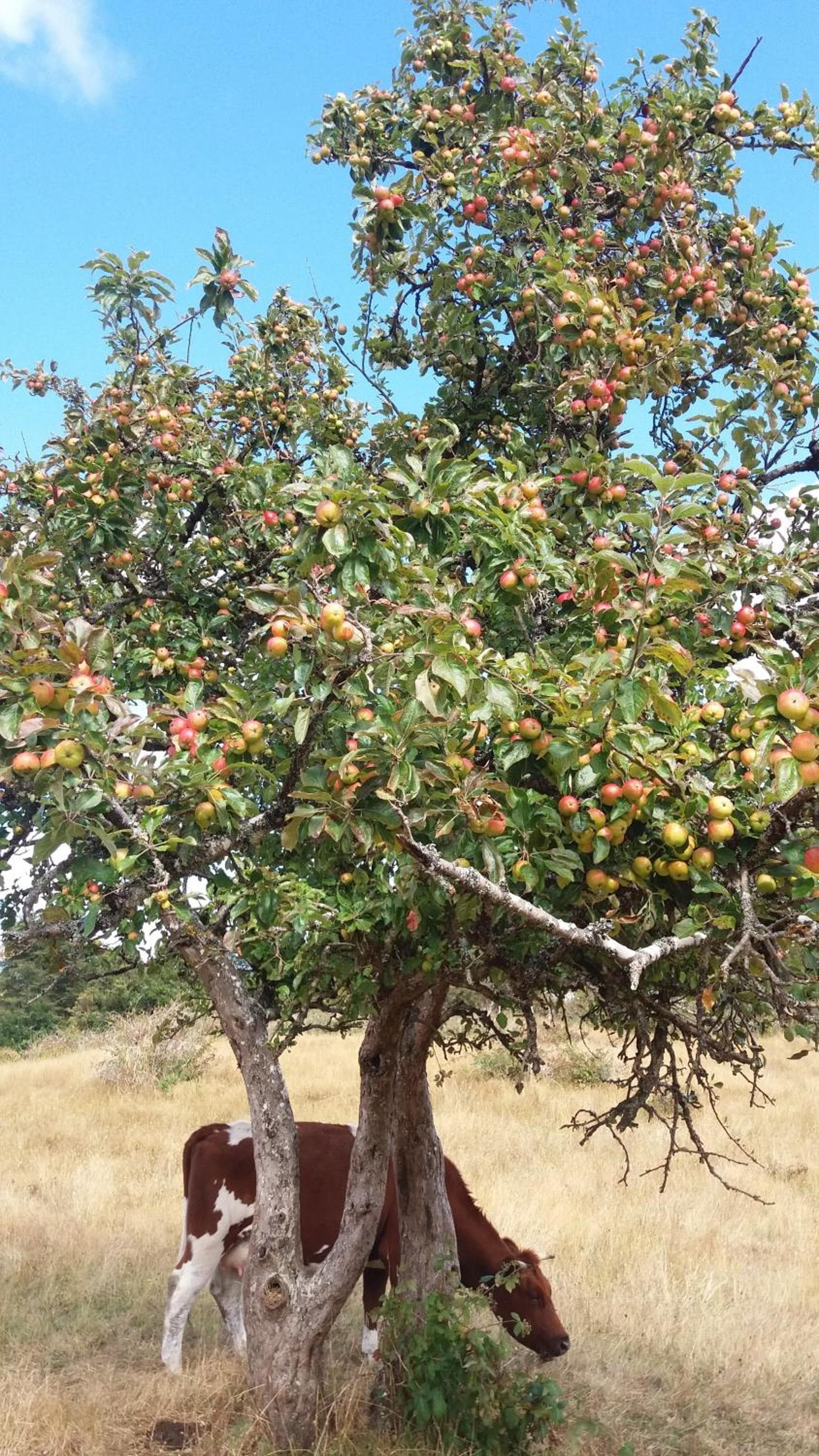 Chacra Don Benito Chonchi photo 5