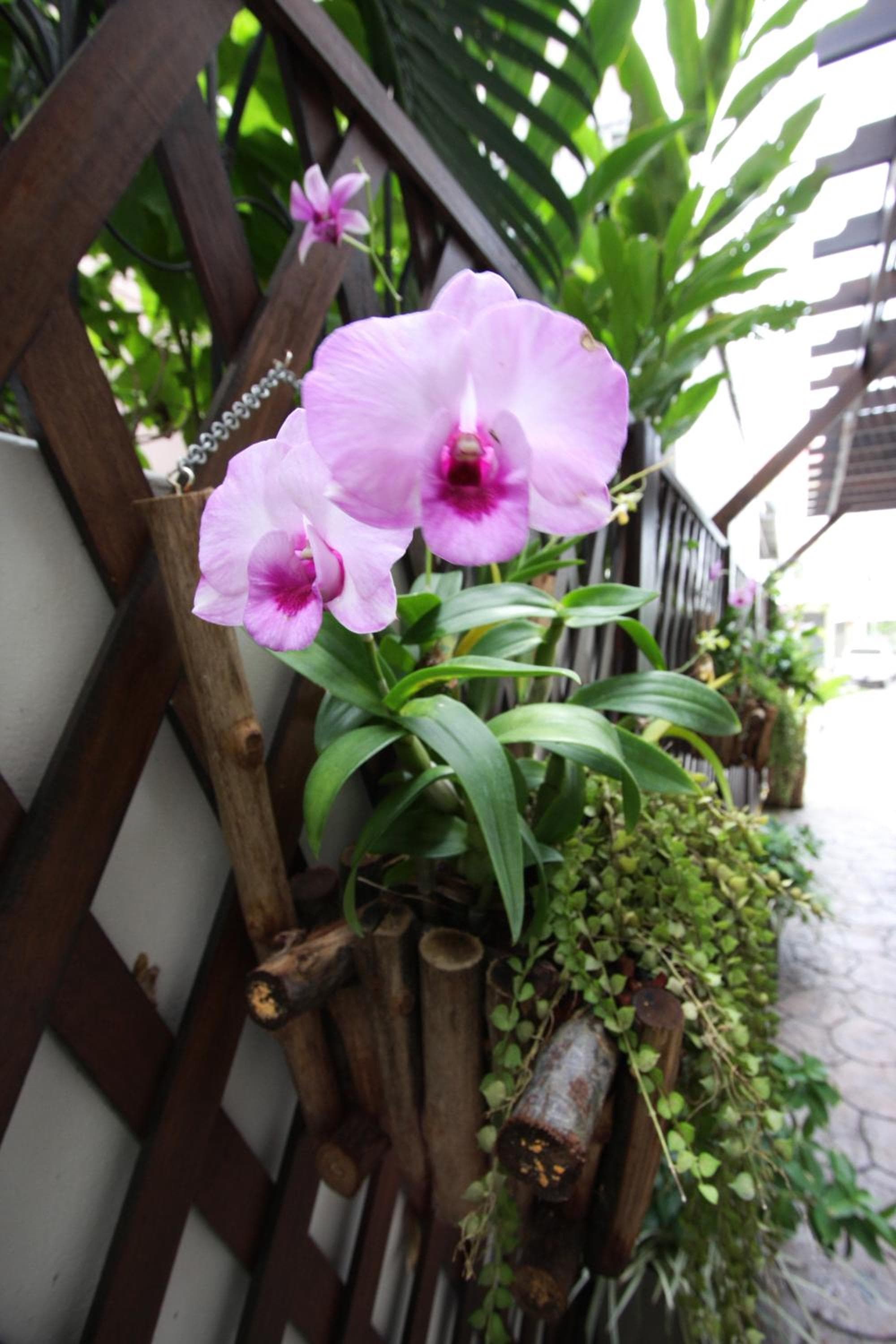 Chaba Place photo 7