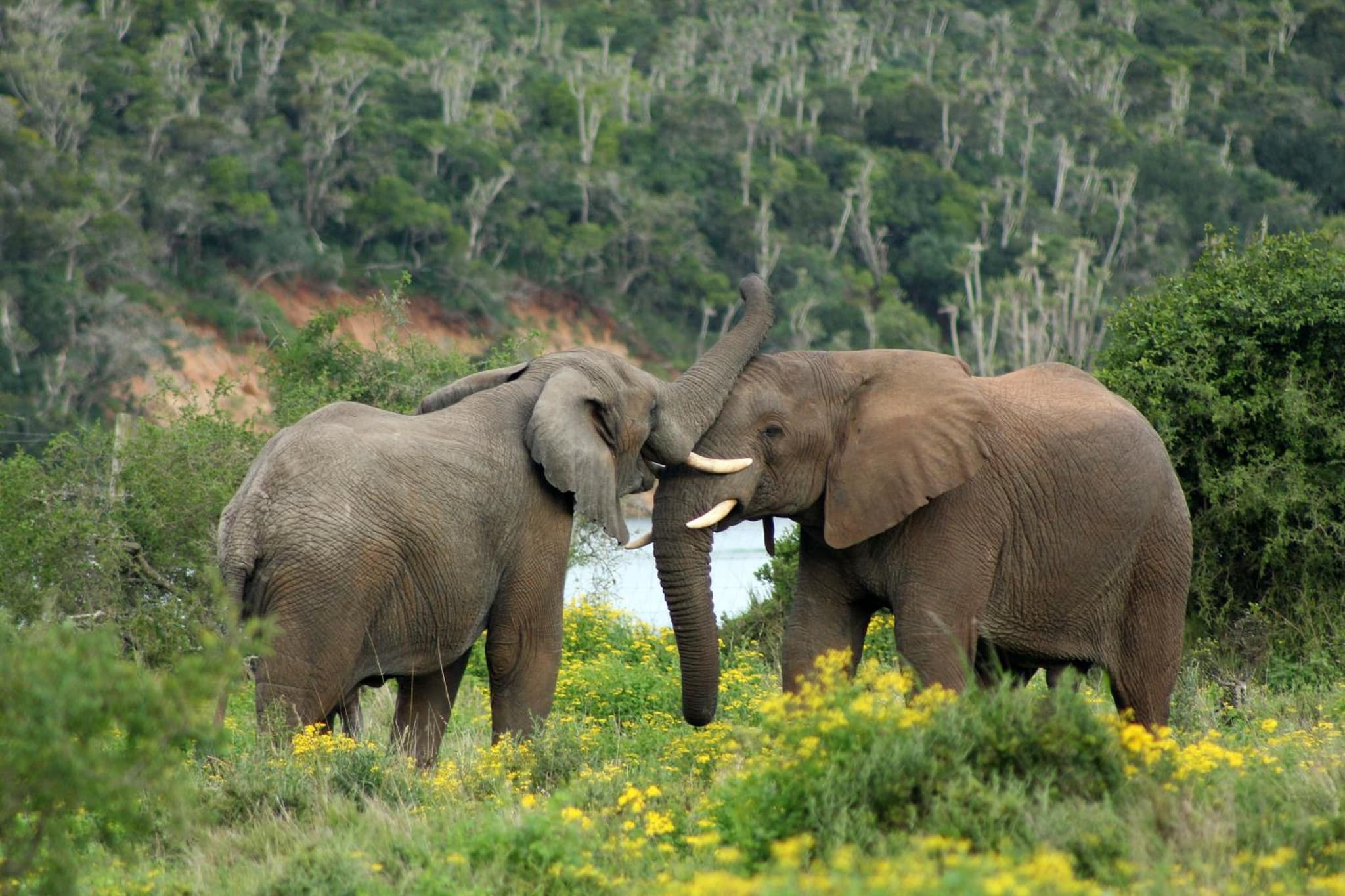 Sibuya Game Reserve and Lodge photo 3