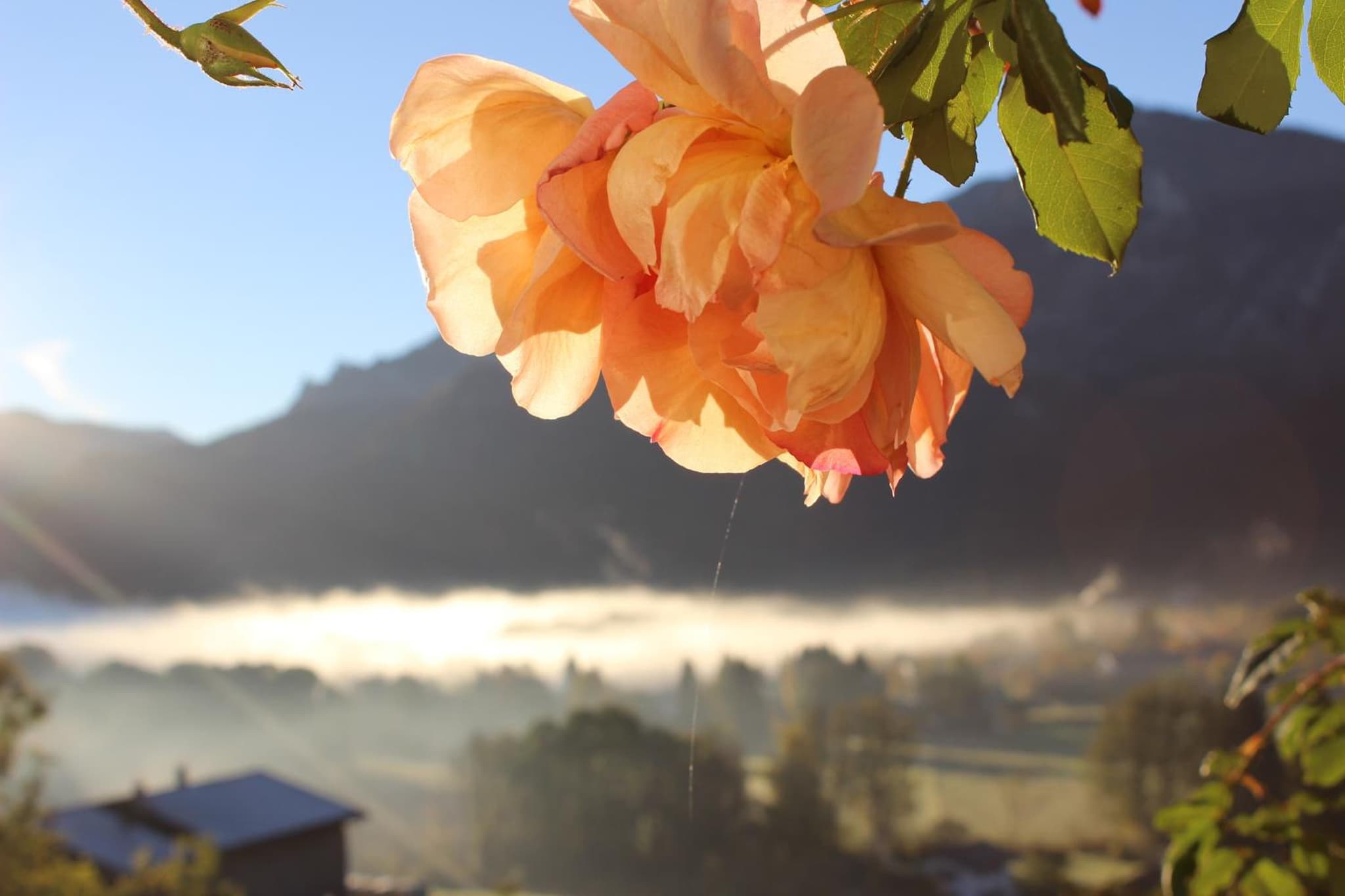 Leitnerhof photo 9