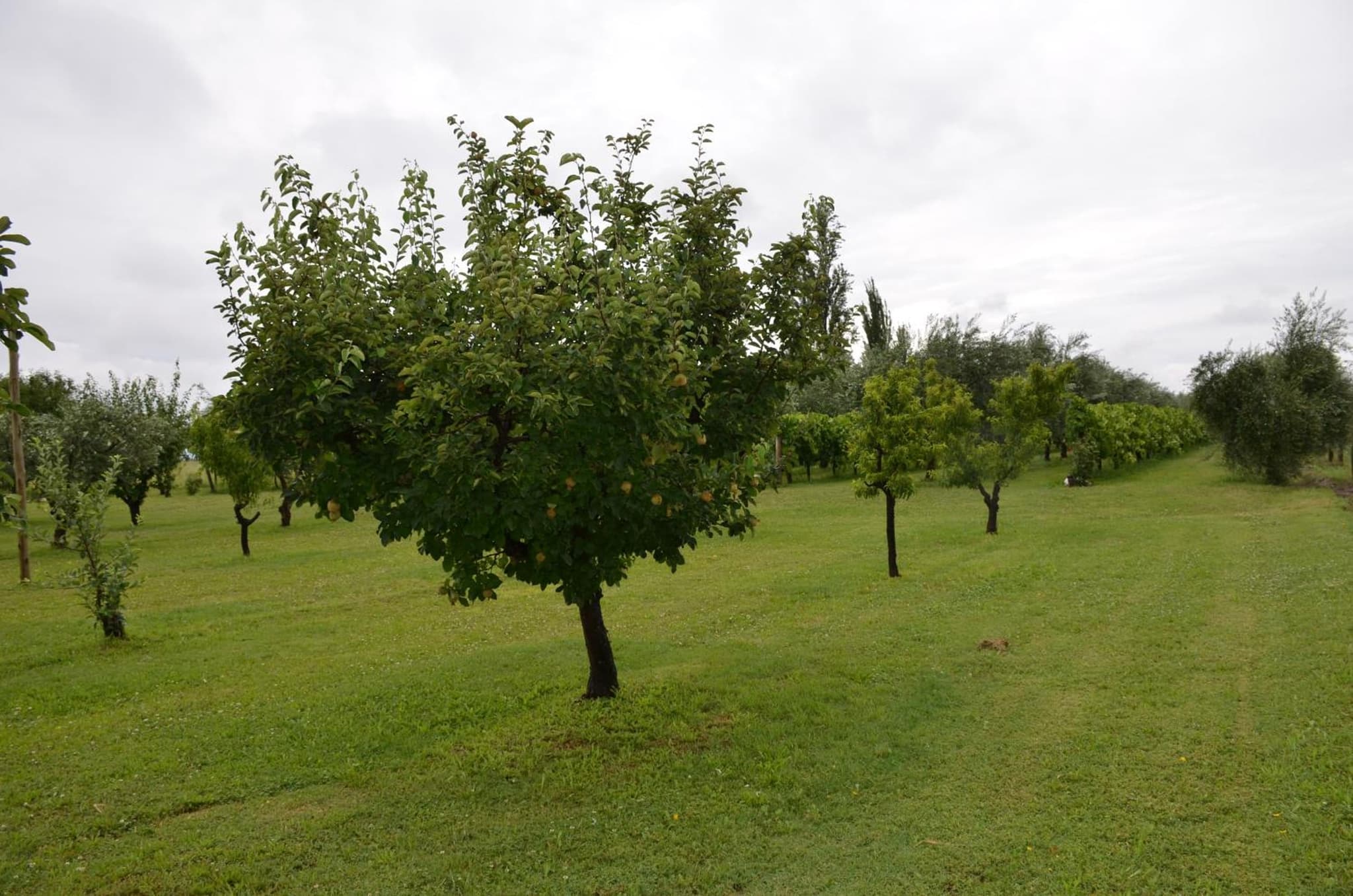 Finca Fisterra photo 7