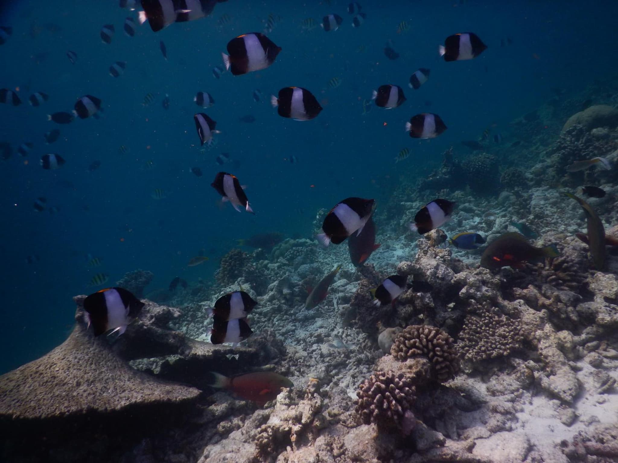Rasdhoo Coralville photo 5