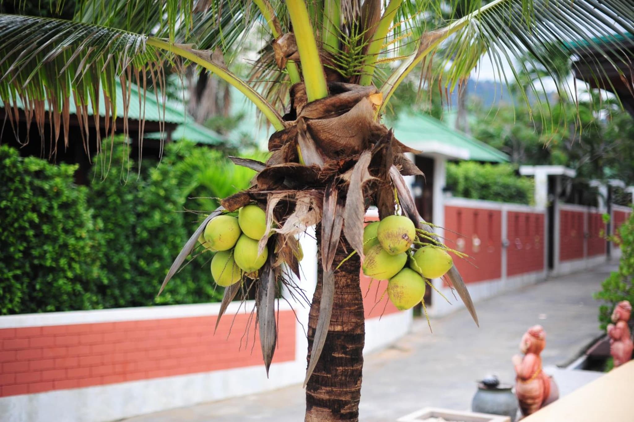 Lamai Coconut Beach Resort photo 6