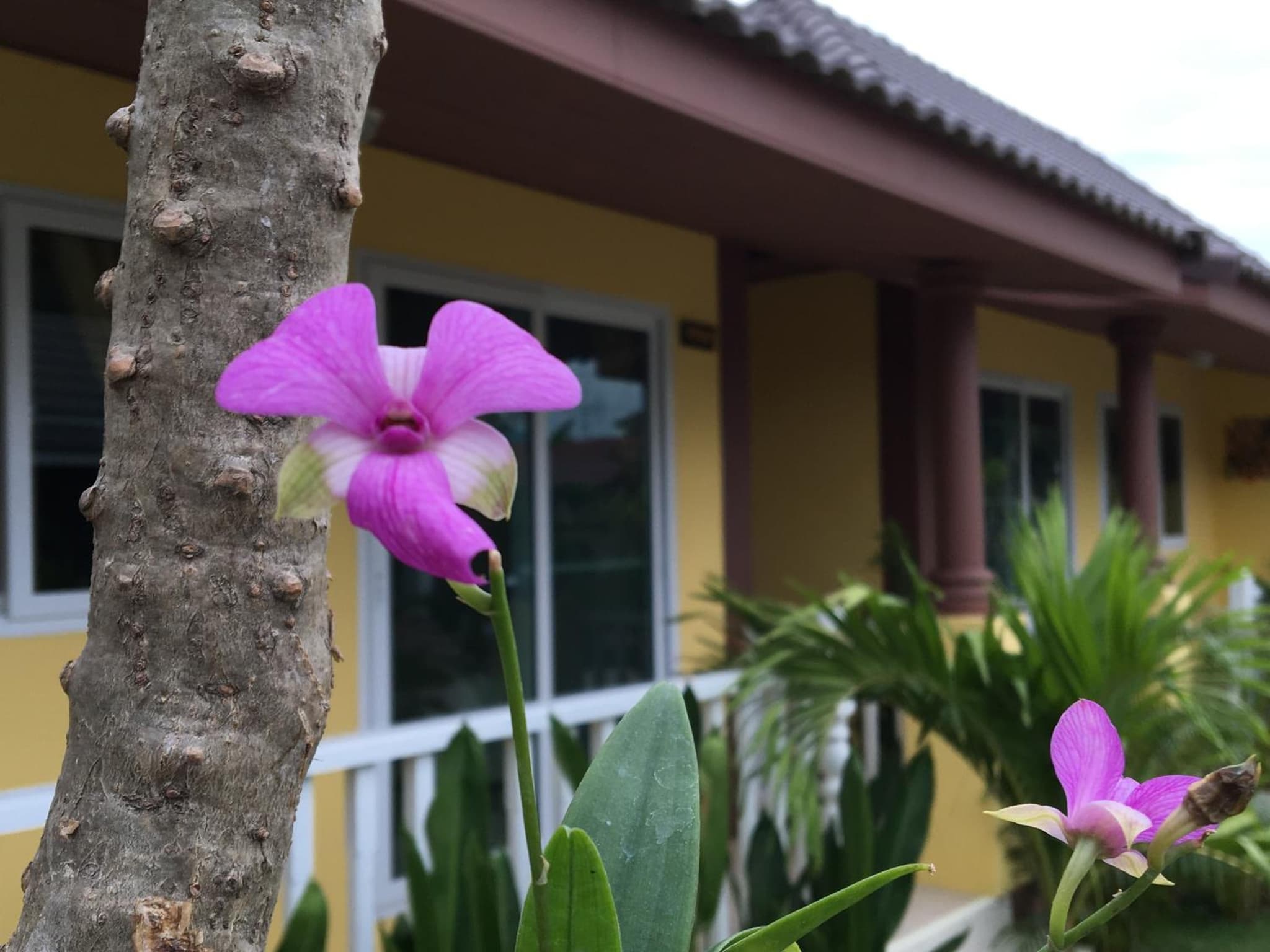 Baan Penny photo 8