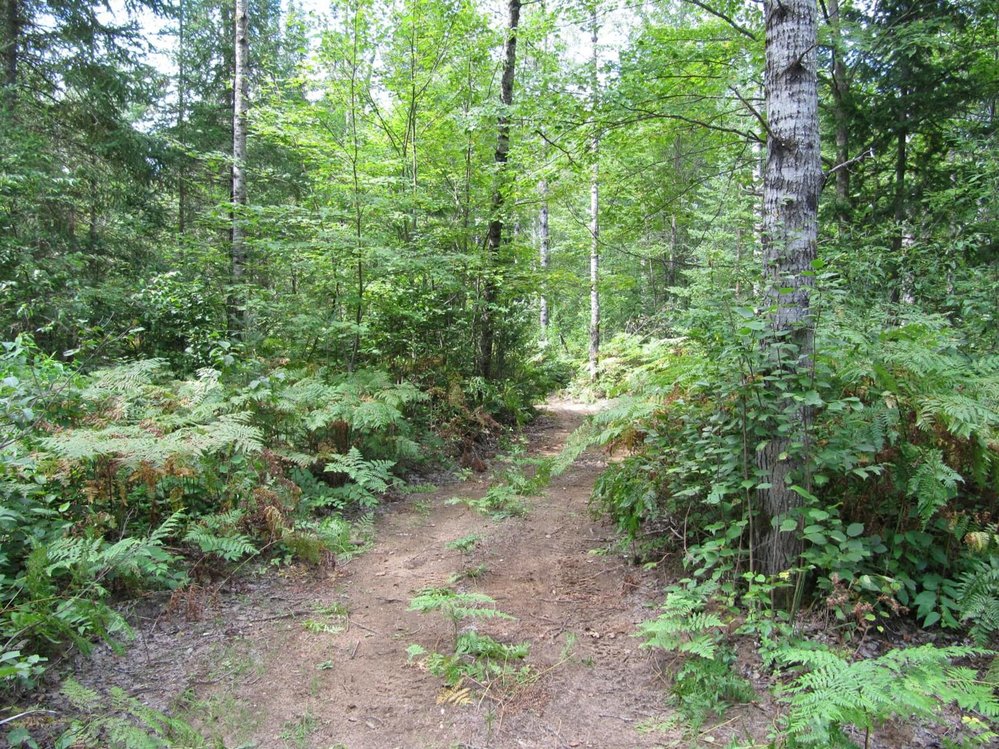 Spring Lake Resort photo 8
