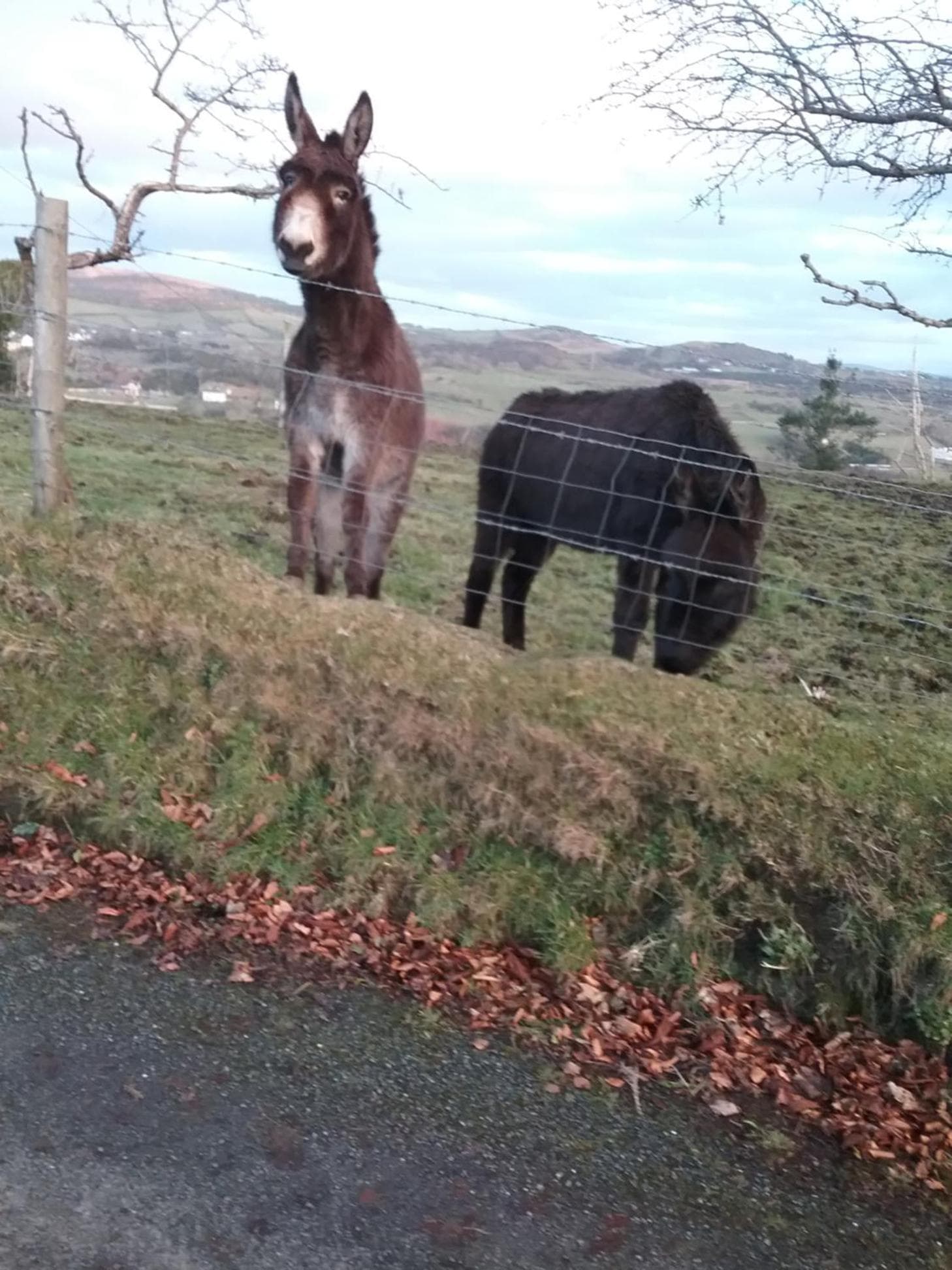 Willowfarmhouse photo 8