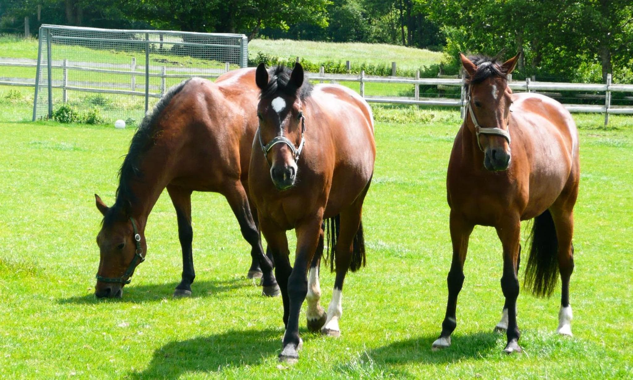 Ponyhof Naeve am Wittensee photo 3