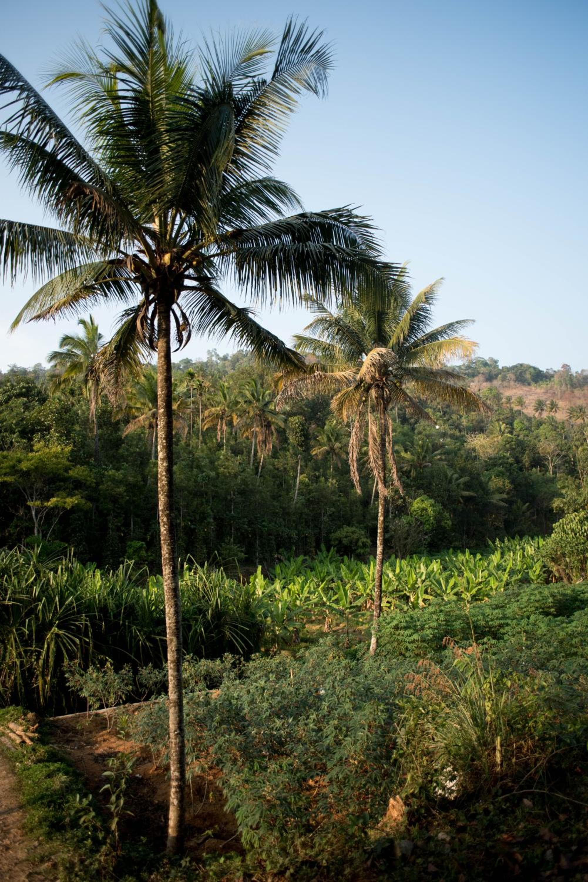 View Valley Homestay photo 4