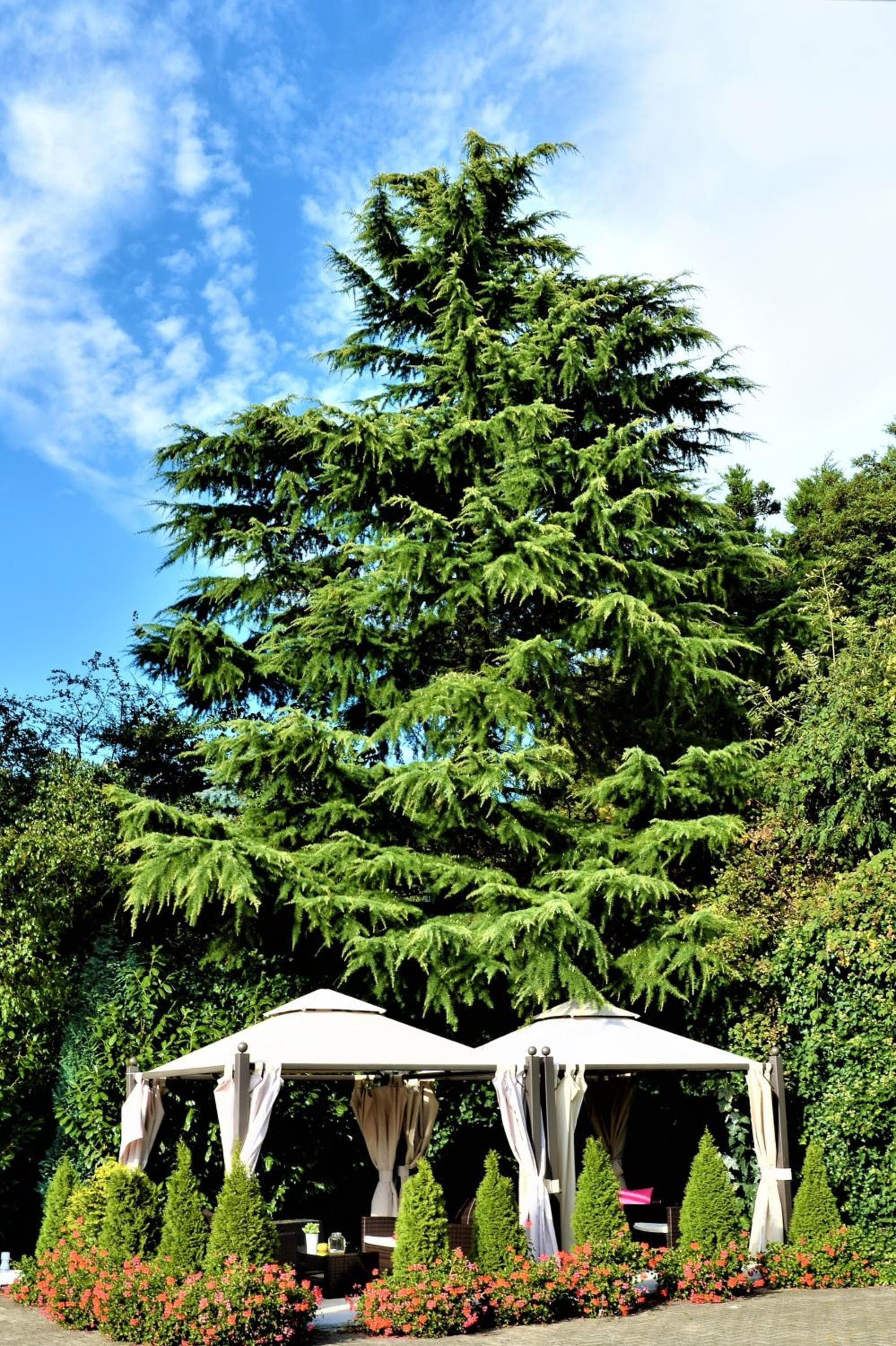 Ascot Hotel photo 5