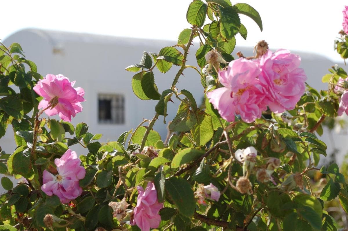 Dar Rayhane photo 5