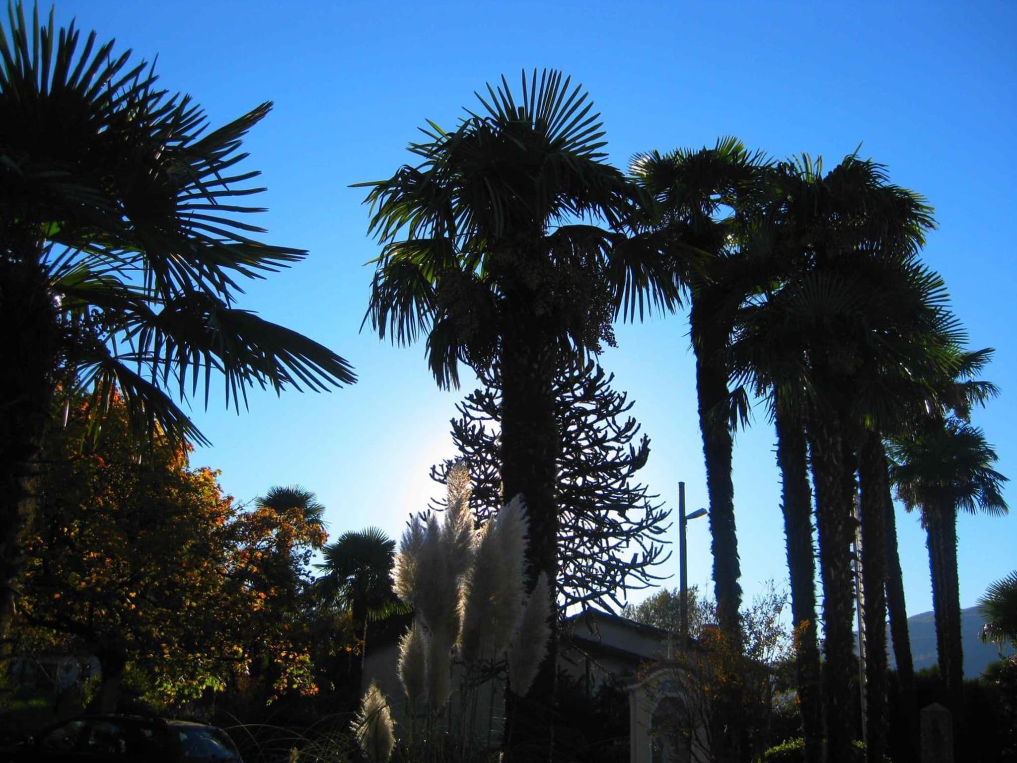 Villa Garni Gardenia photo 2