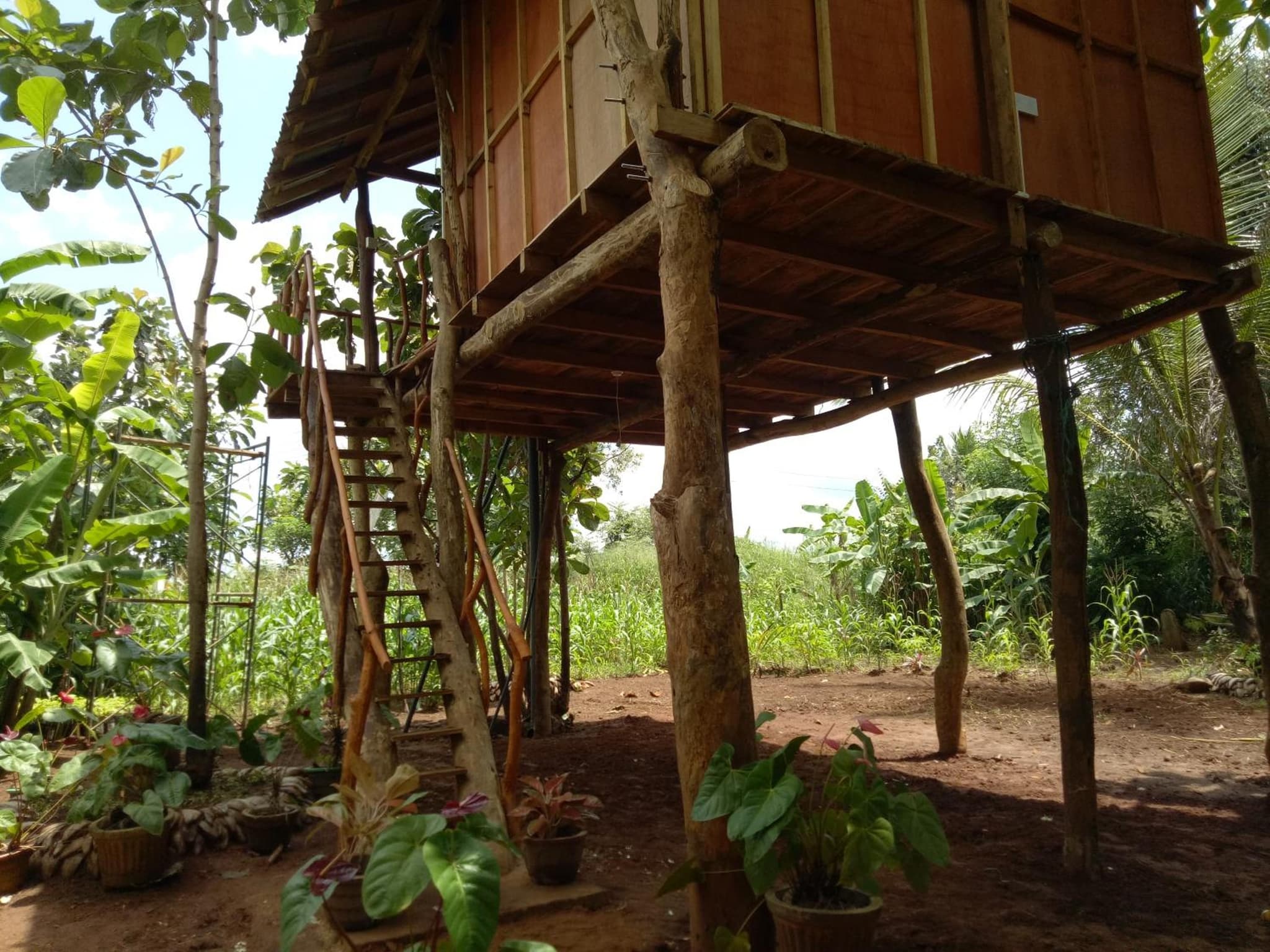 Sigiri Aliya Tree house photo 6