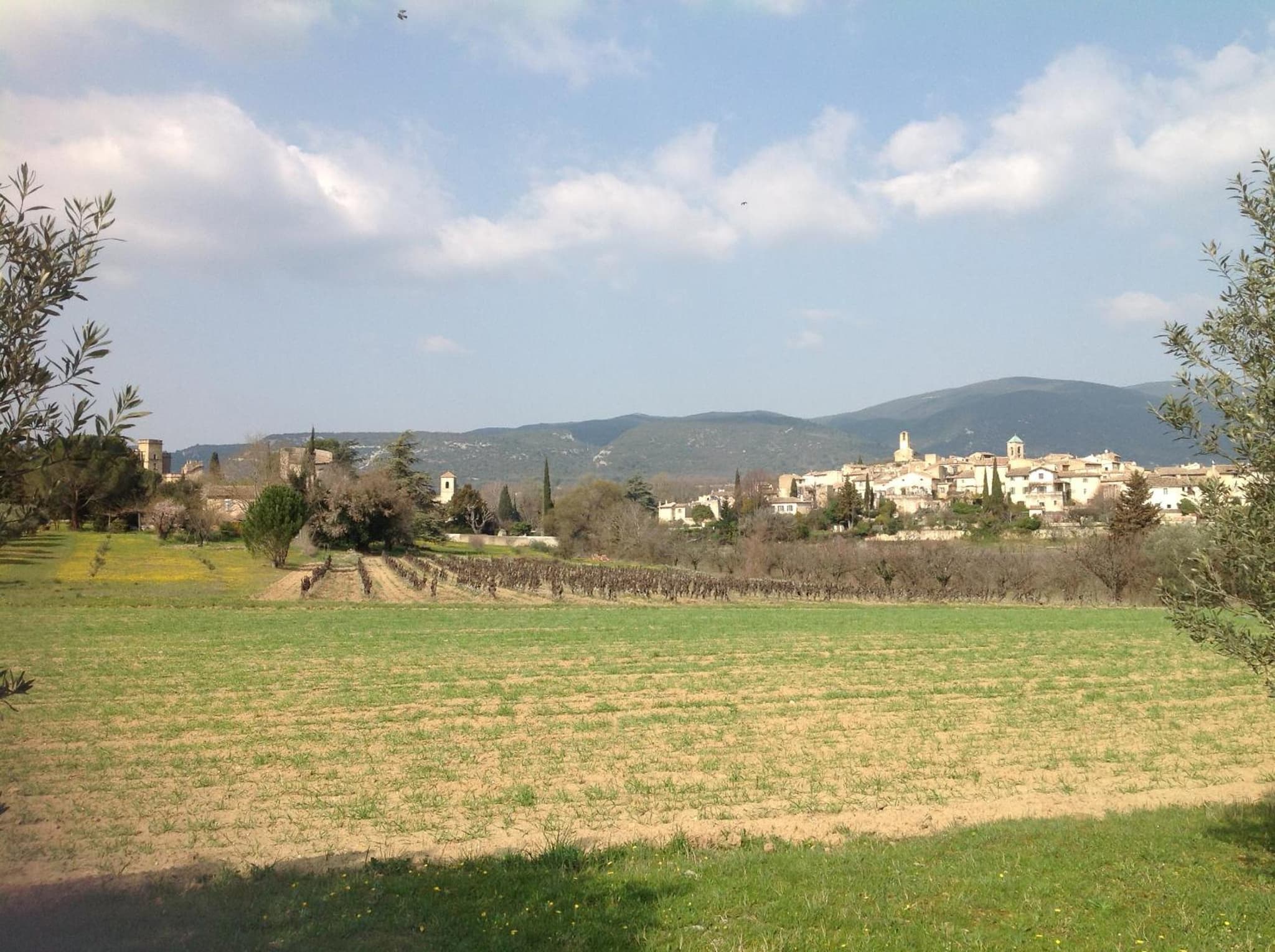 Le petit Figuier photo 7