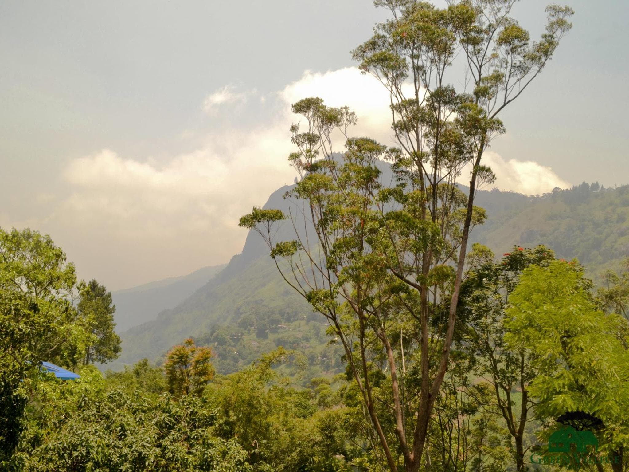Green Village photo 5