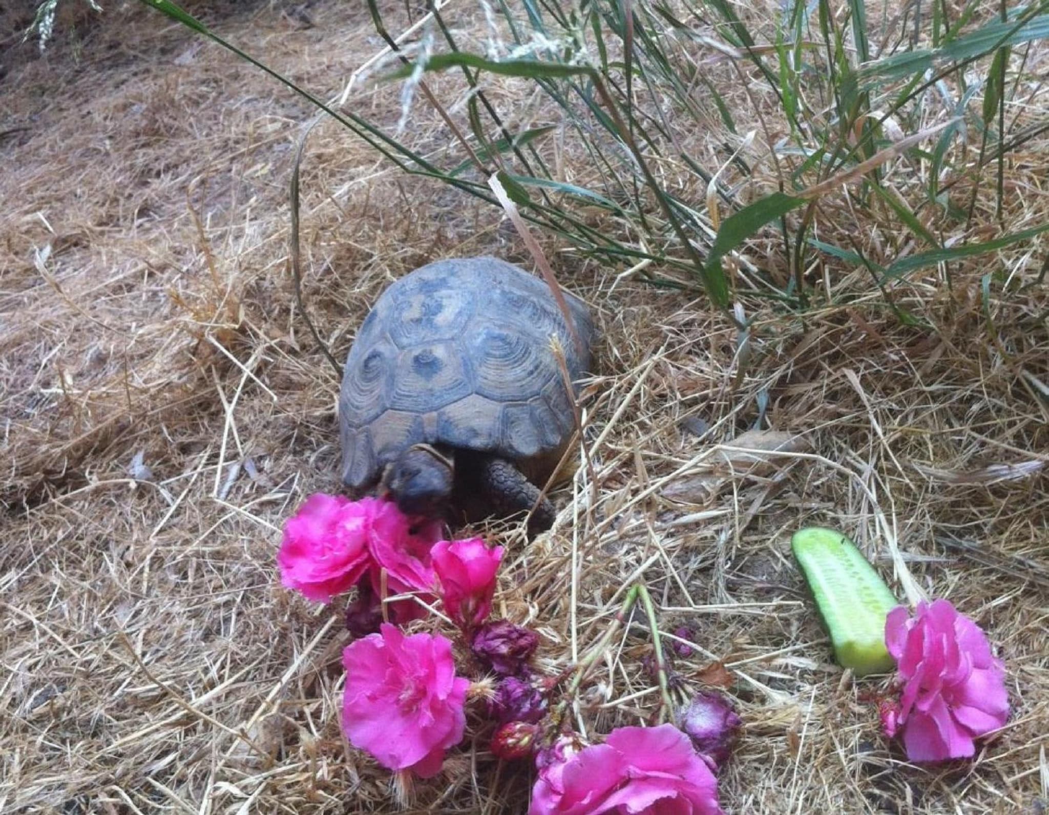Myrtle the Turtle Guesthouse photo 7