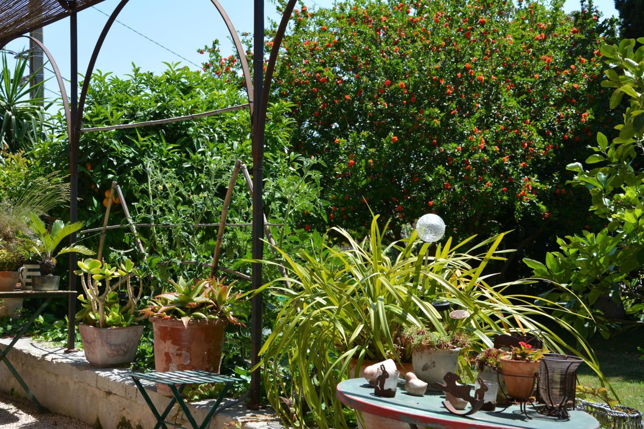 Les Passiflores photo 5