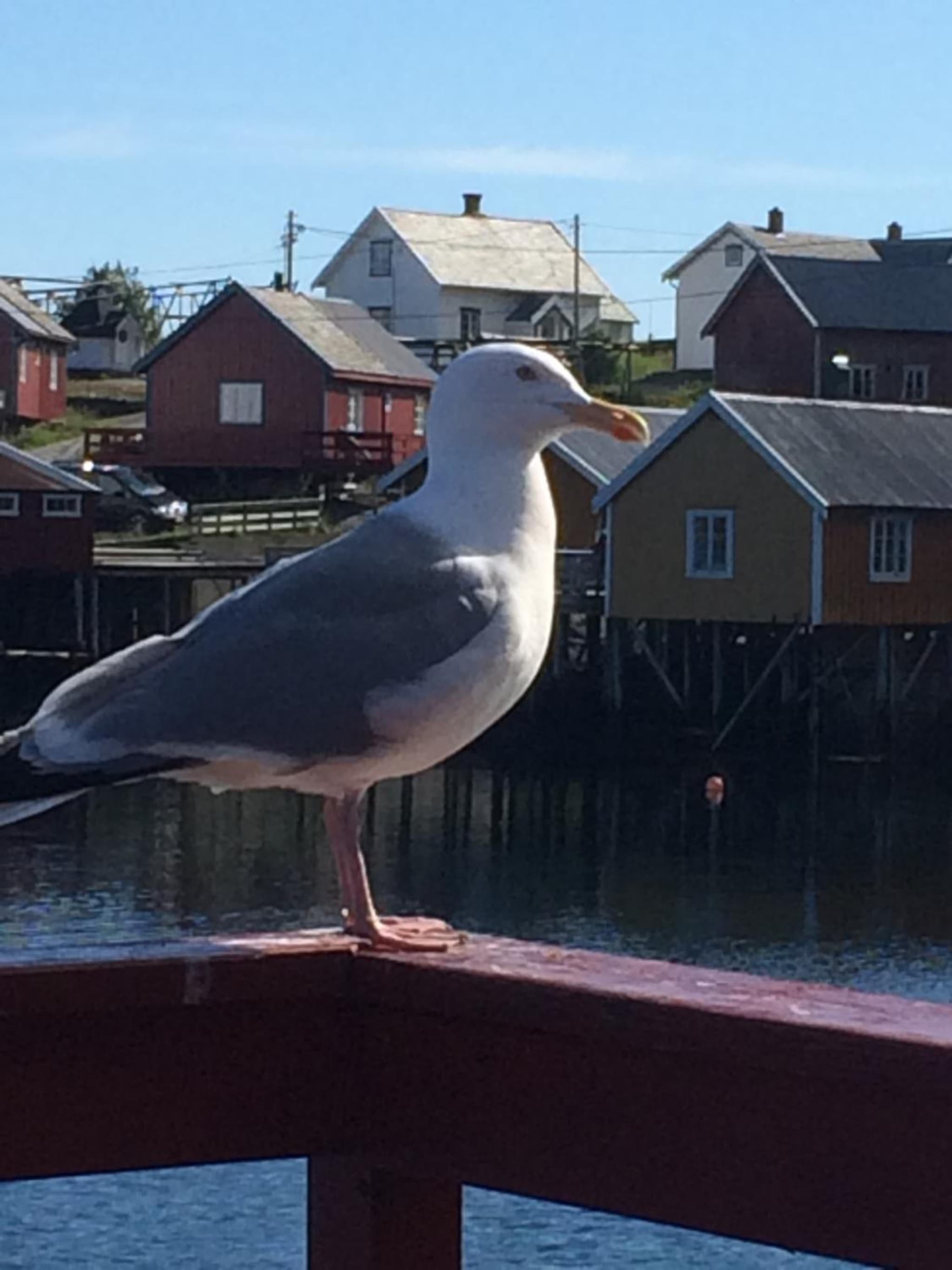 Sjøhaug Rorbu photo 8